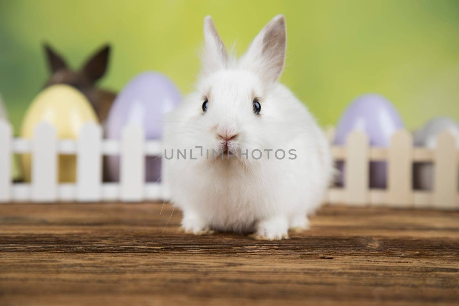 Eggs,Spring baby bunny, happy easter background