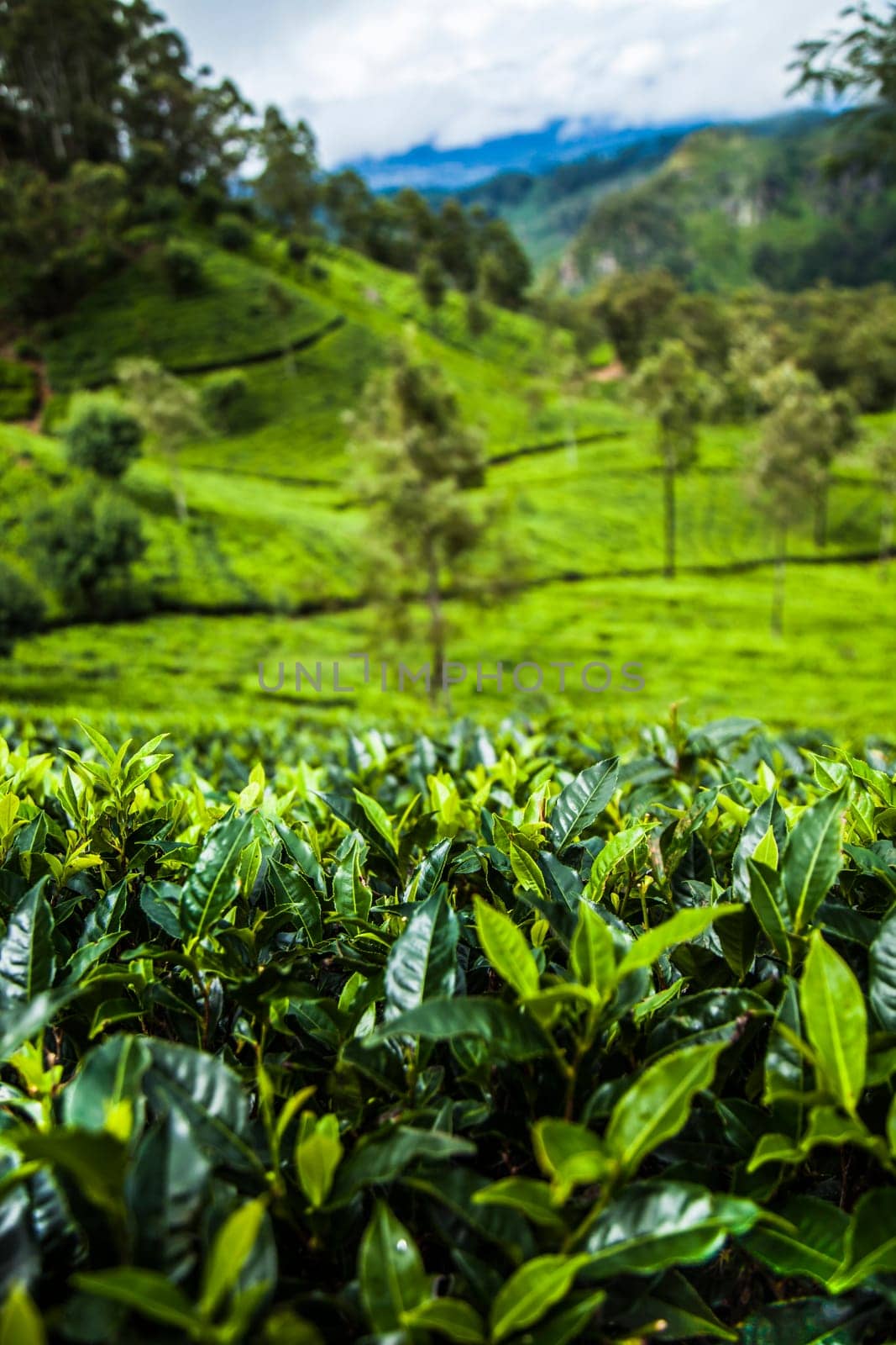 Close up of fresh tea leaves