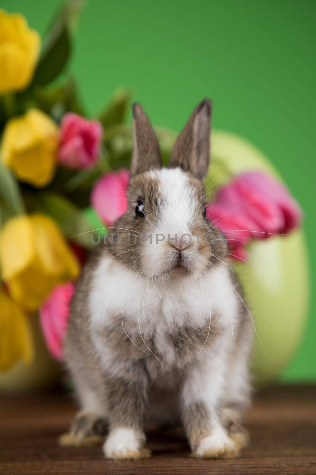 Egg,Little bunny, happy easter background