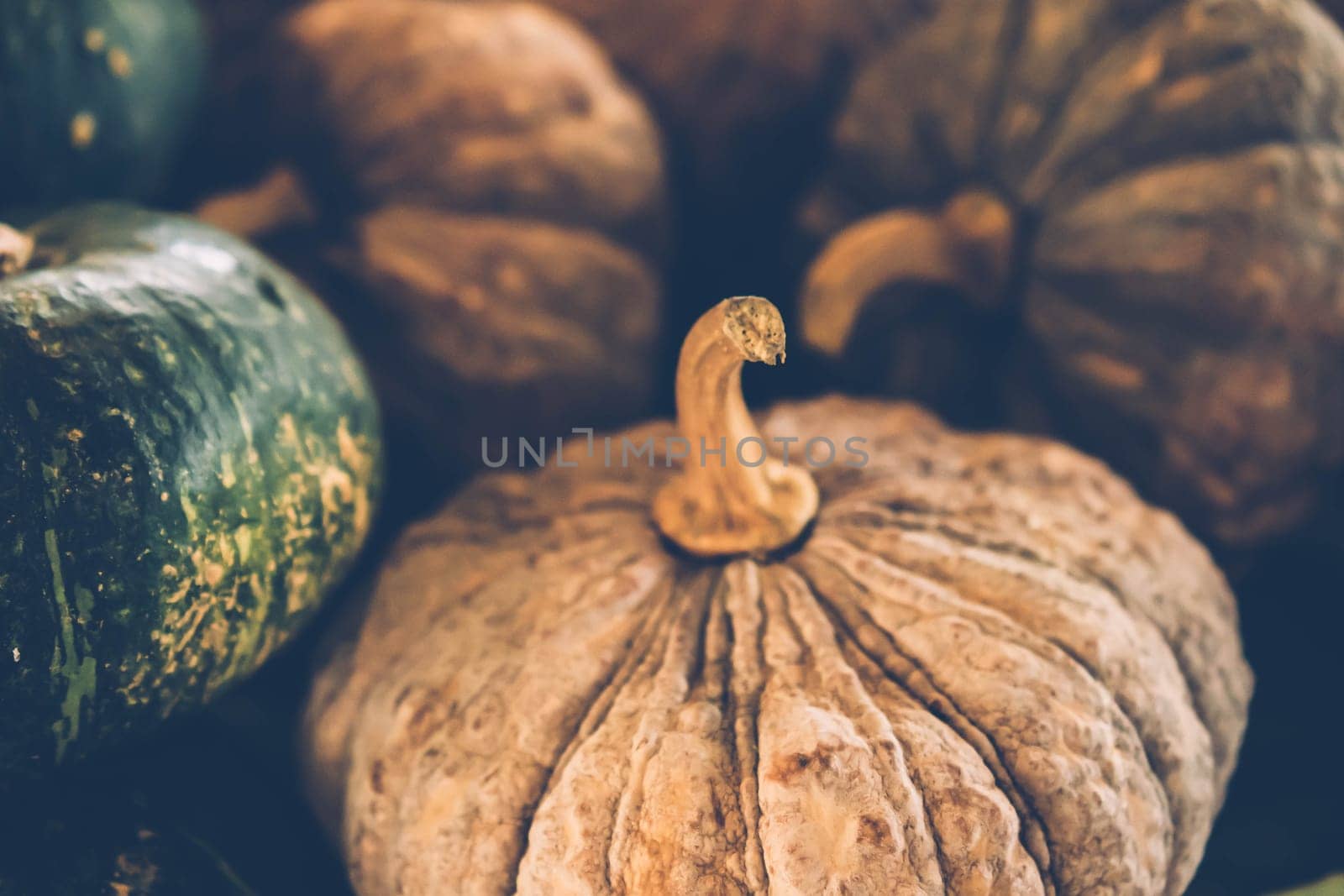 Selective focus photography of pumpkins. Autumn background with pumpkin. Thanksgiving day background