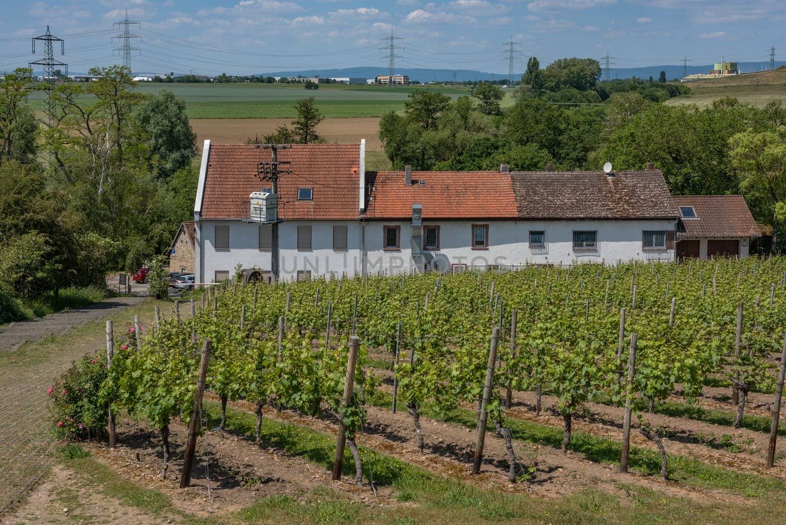 Restaurant Wiesenmuele with vineyard, Floersheim, Hesse, Germany