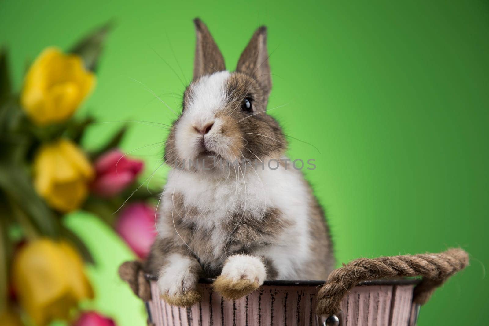 Spring baby bunny, happy easter background
