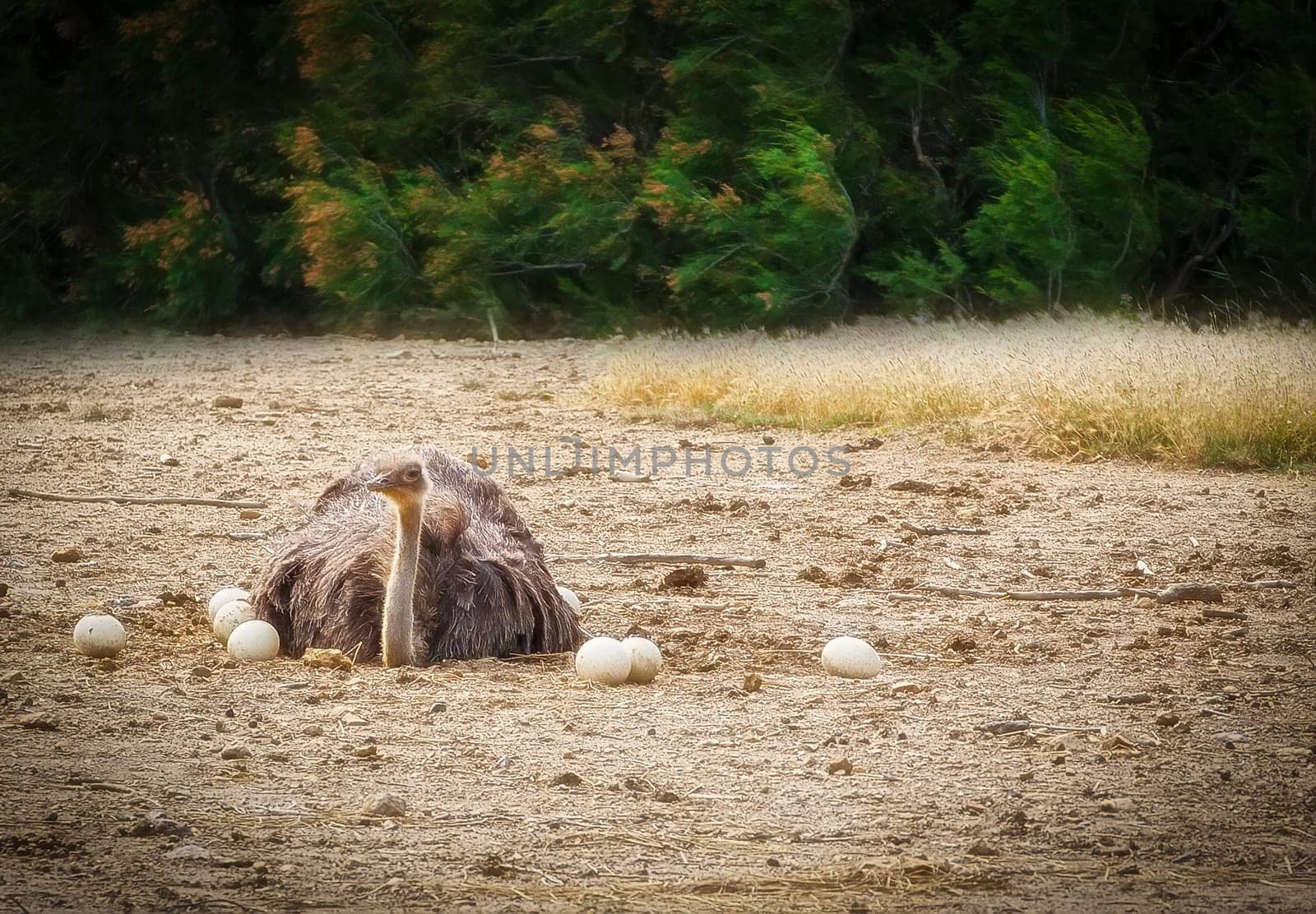 The Male African ostrich in nest sitting on the eggs until they hatch