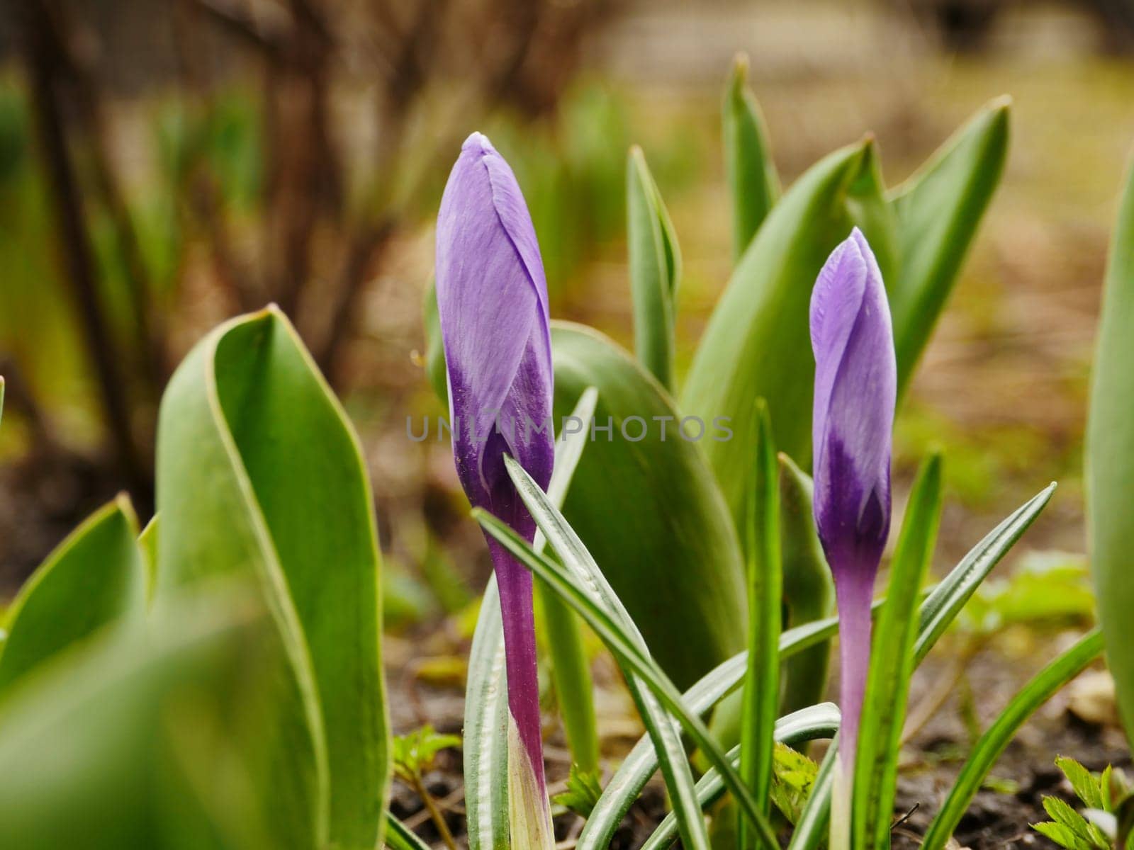 Crocus purple spring flowers primroses close-up