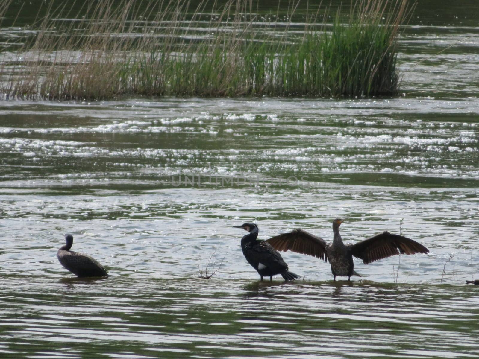 black bird fishing river swim big dry wings