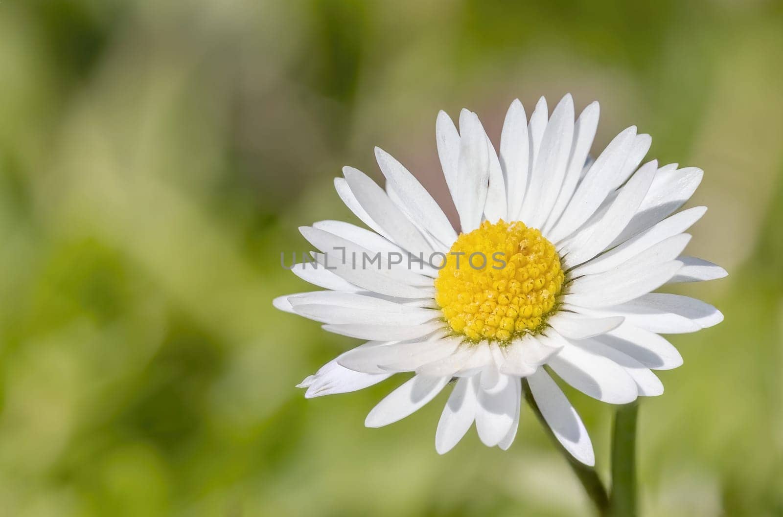 Closeup view of one daisy flower. Horizontally.