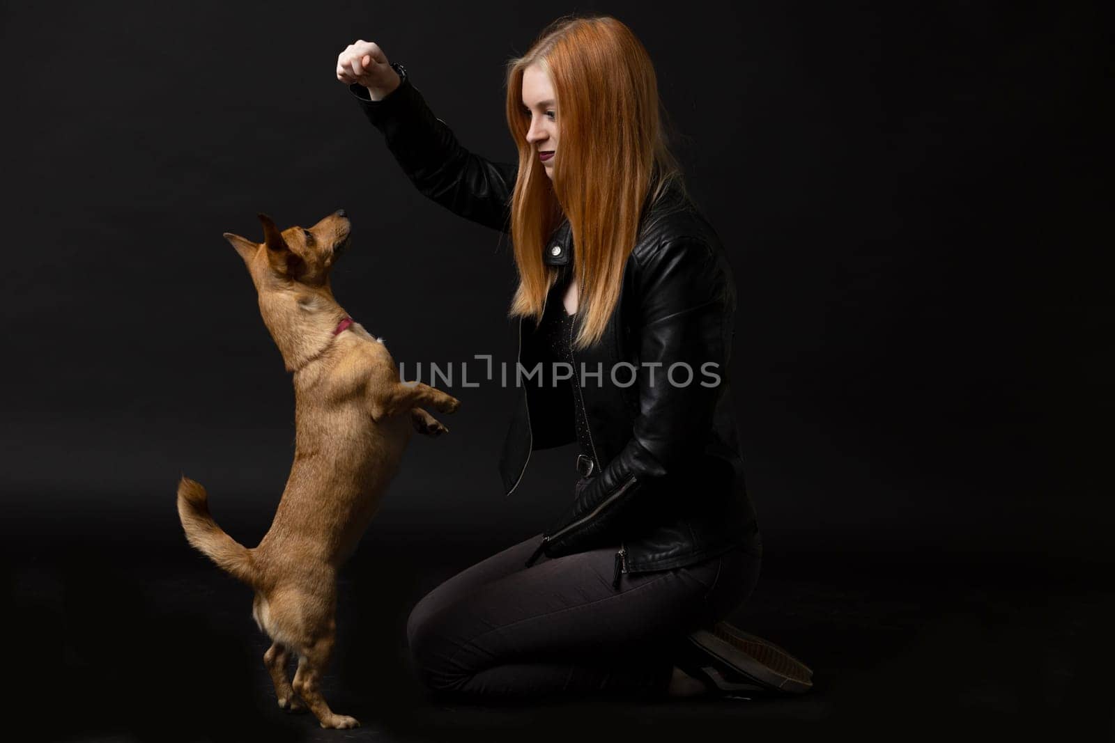 Studio portrait of young woman playing with her brown dog. Owner and dog having fun. Dog jumping and standing on two legs. Dog training.