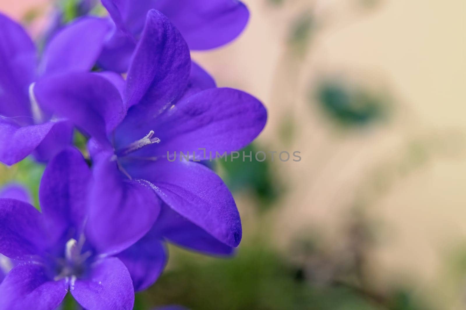 Group of blooming blue bellflower on the left side of photo. Horizontally.