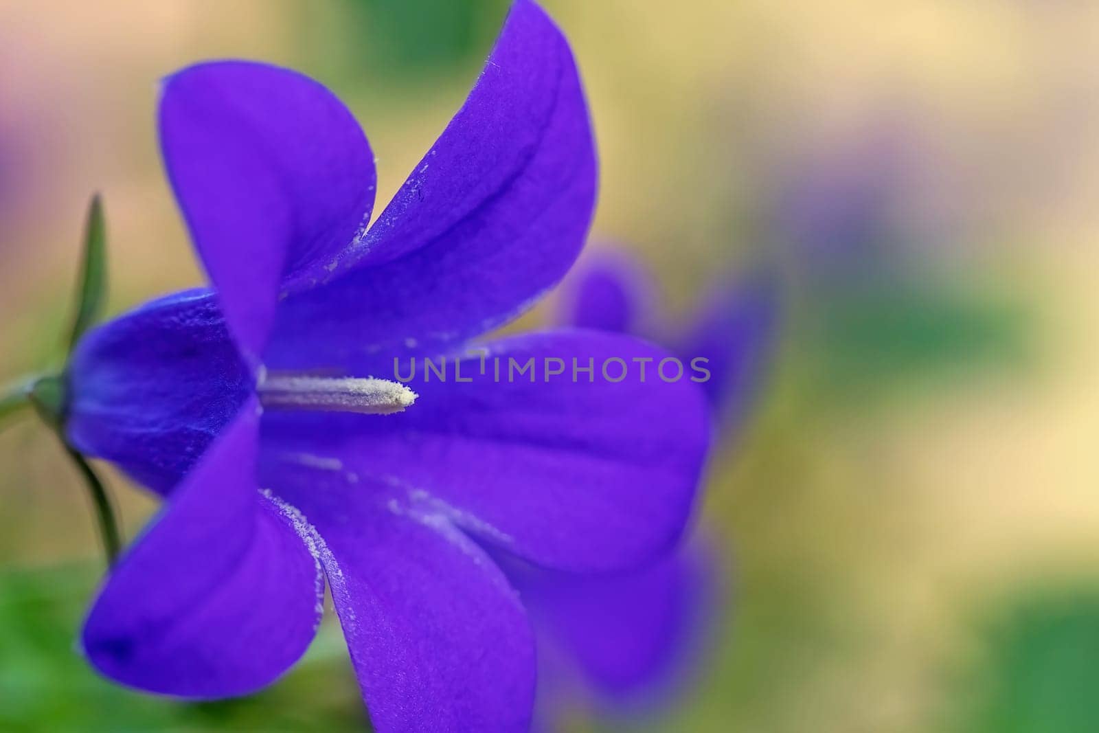 One blooming blue bellflower closeup. Horizontally.