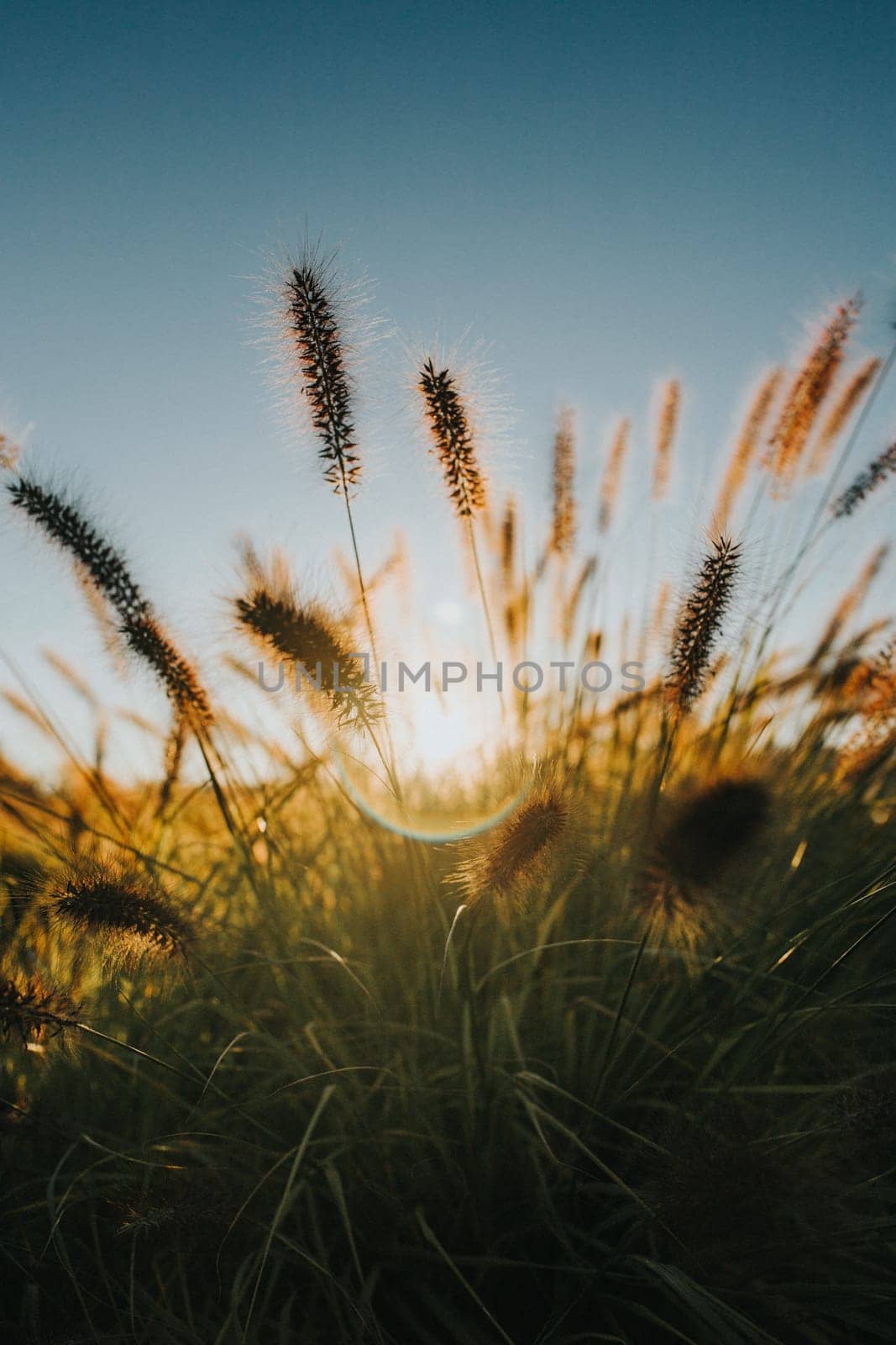 cereal spikes in the sun