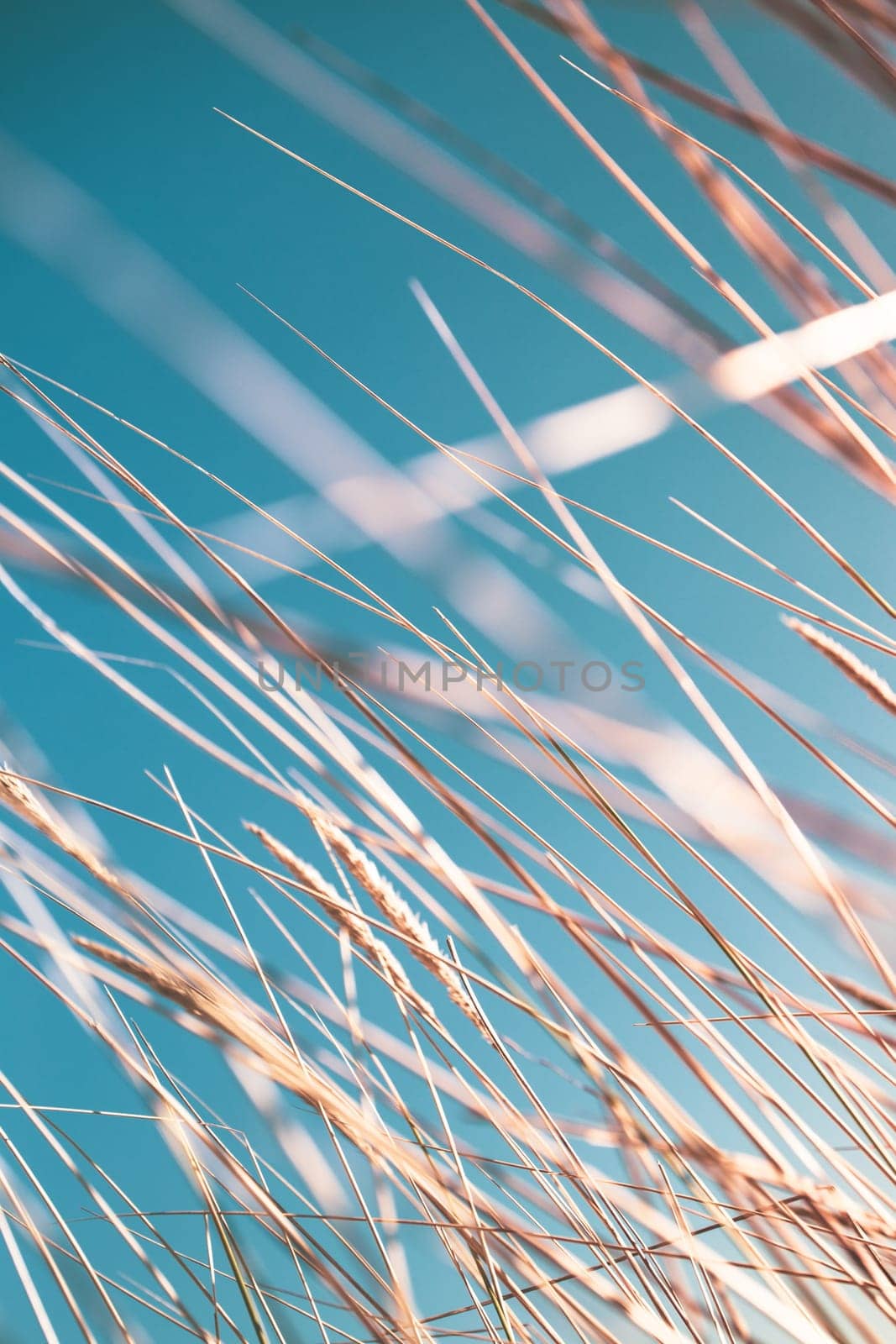 cereal spikes in the sun