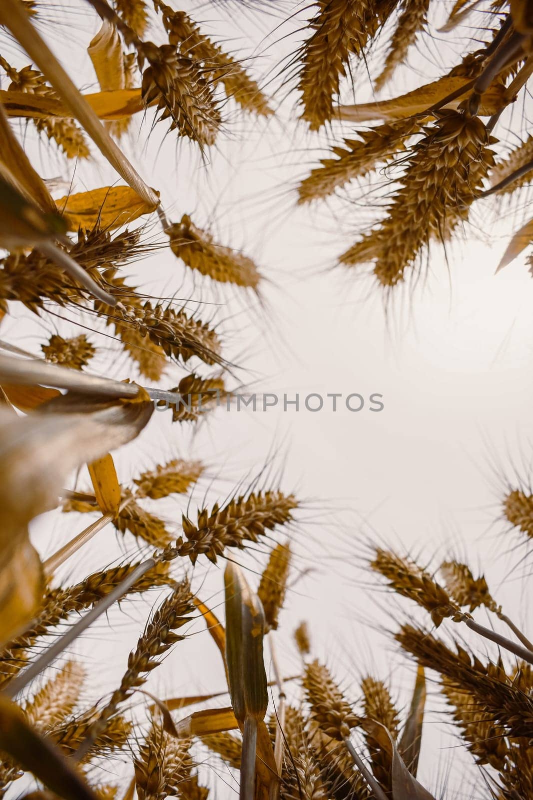 cereal spikes in the sun