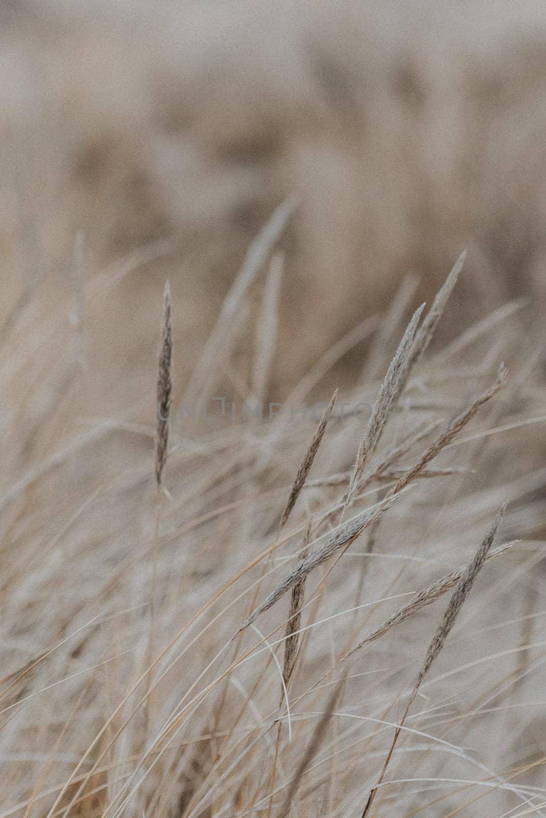 cereal spikes in the sun