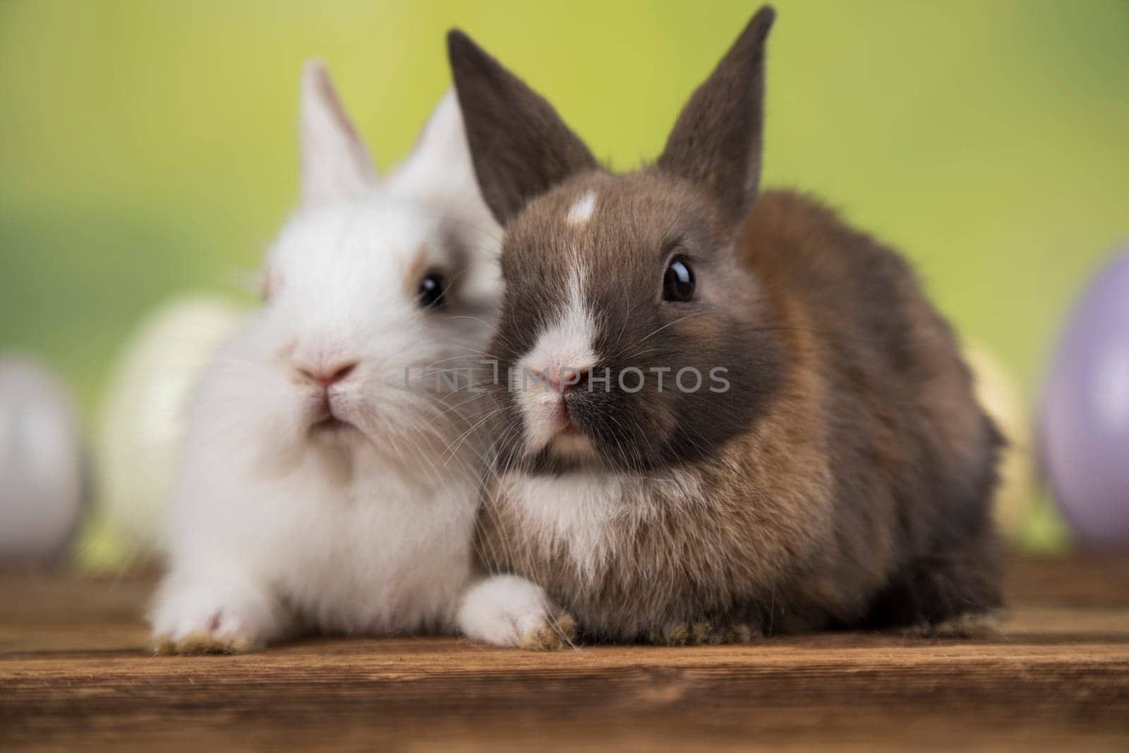 Eggs,Spring baby bunny, happy easter background