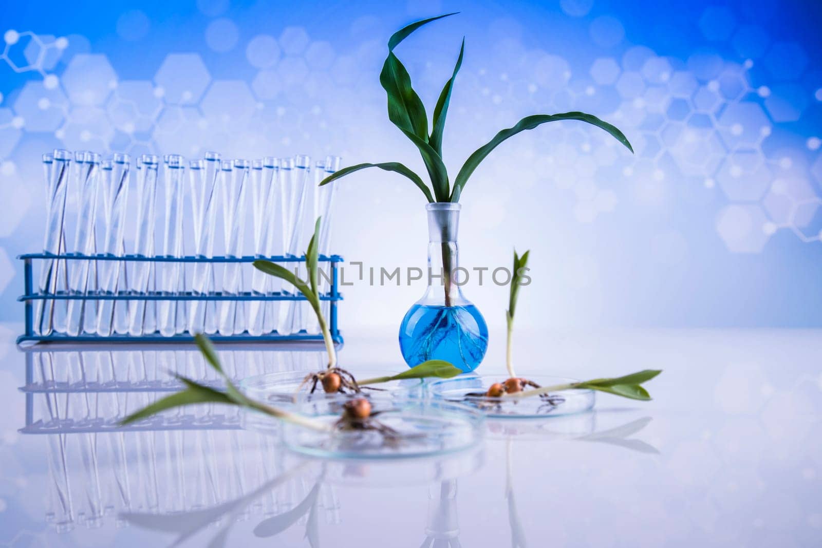 Laboratory glassware, genetically modified plant