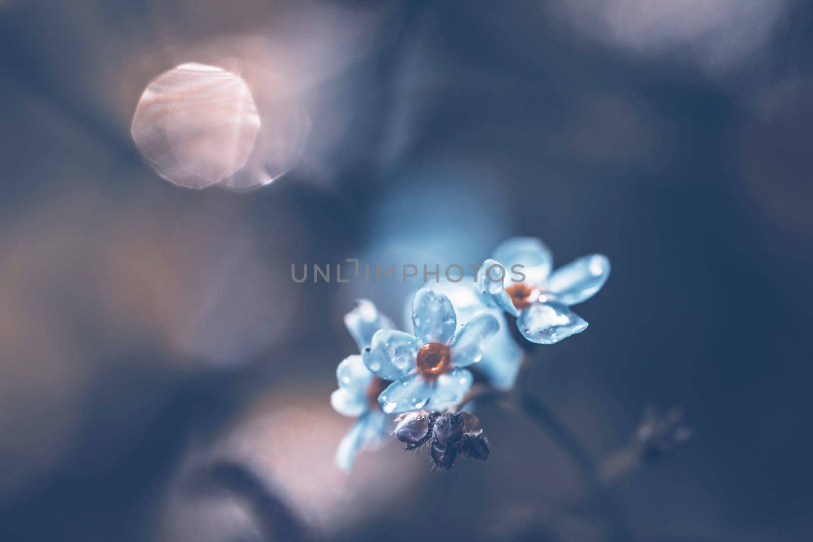 Beautiful floral spring abstract background of forget-me-not flowers.