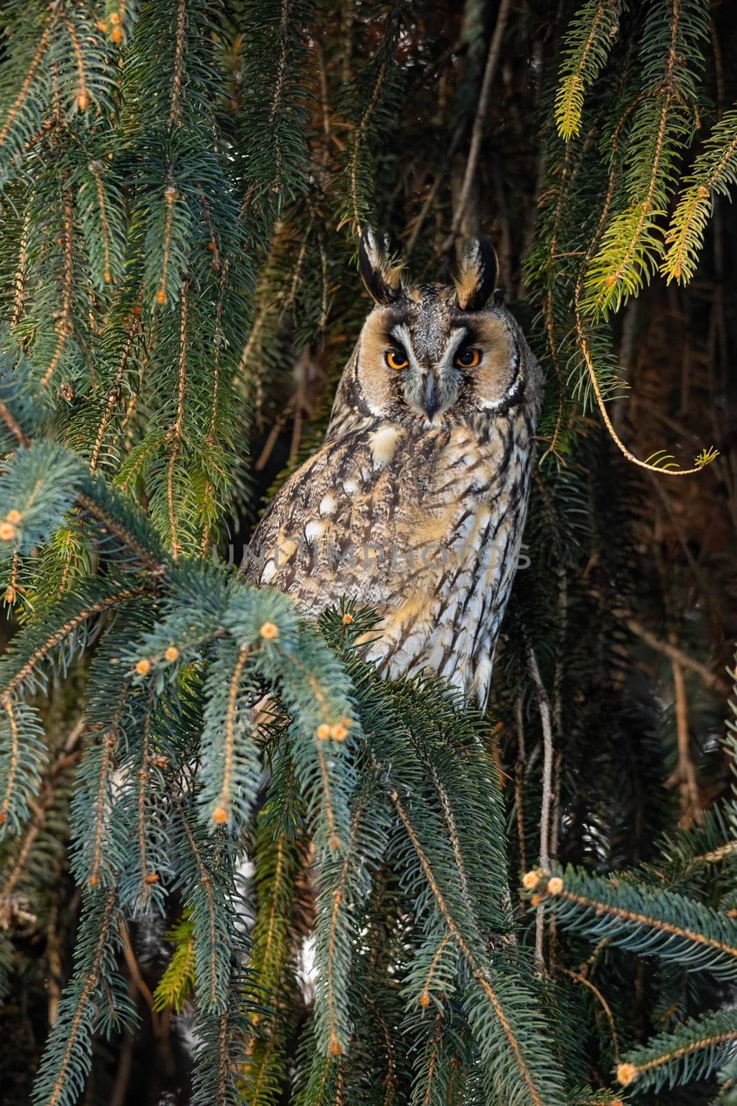 Adult long-eared owl, asio otus, with beautiful orange eyes and plumage perched on the tree. Lesser horned owl sitting on branch with needles. Nocturnal bird looking and hunting on sunlight.