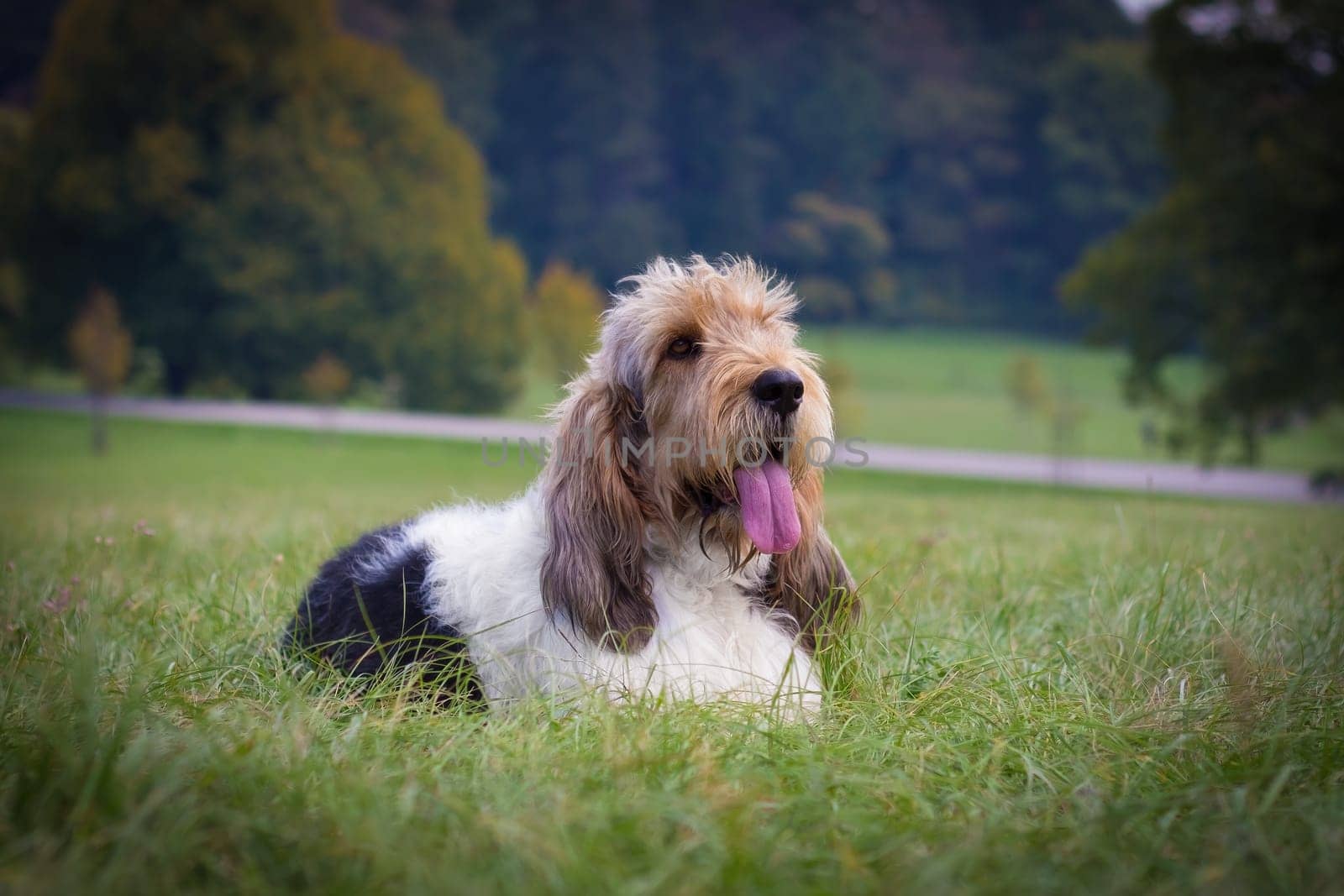 Grand basset griffon vendeen dog lie on the grass in the park with trees and road behind him. Inactive domestic animal resting on a meadow with open mouth.