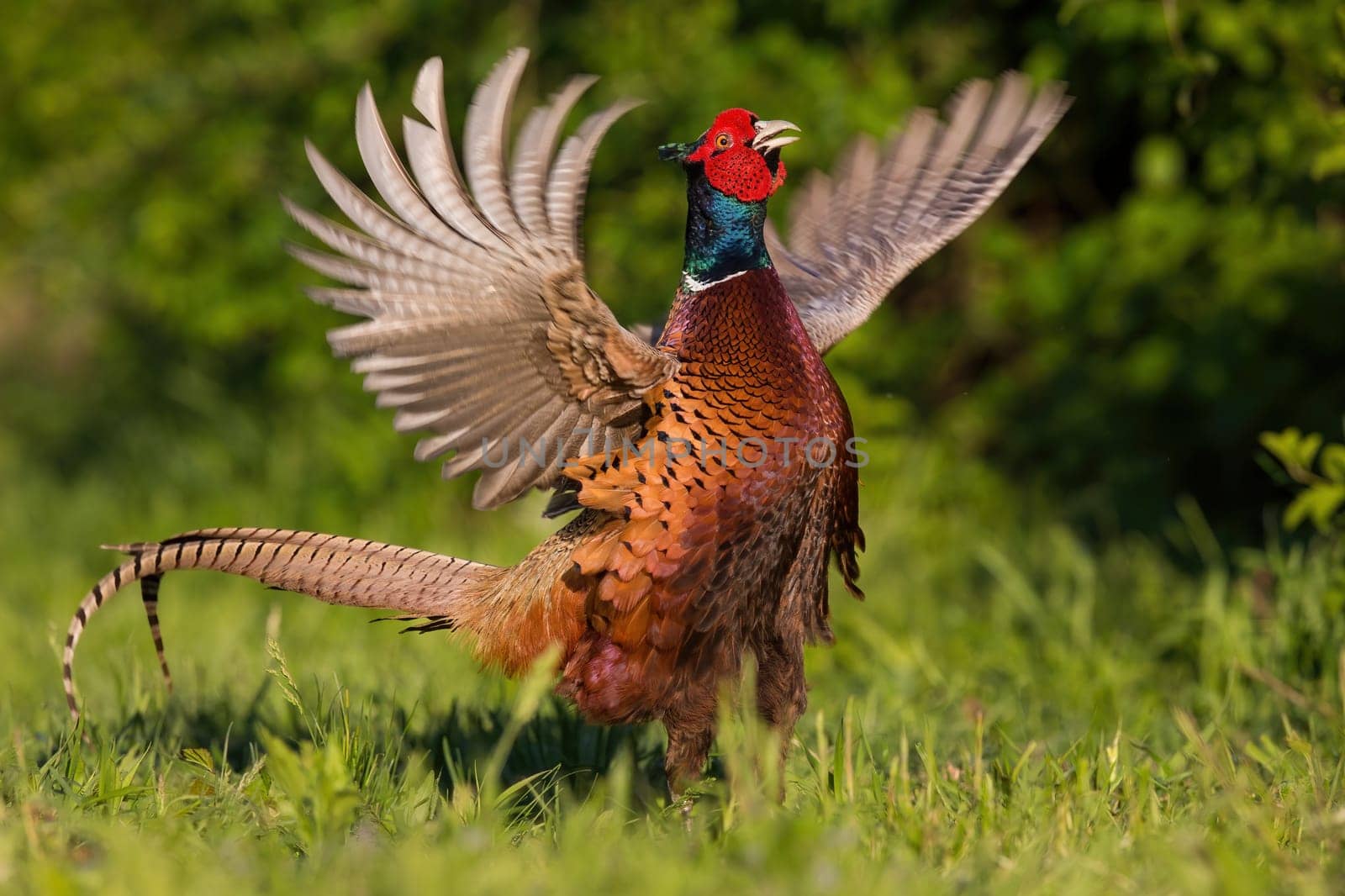 Common pheasant, phasianus colchicus, showing off and calling on a meadow with green grass . Colorful wild bird with red and green head flapping wings in spring mating season.
