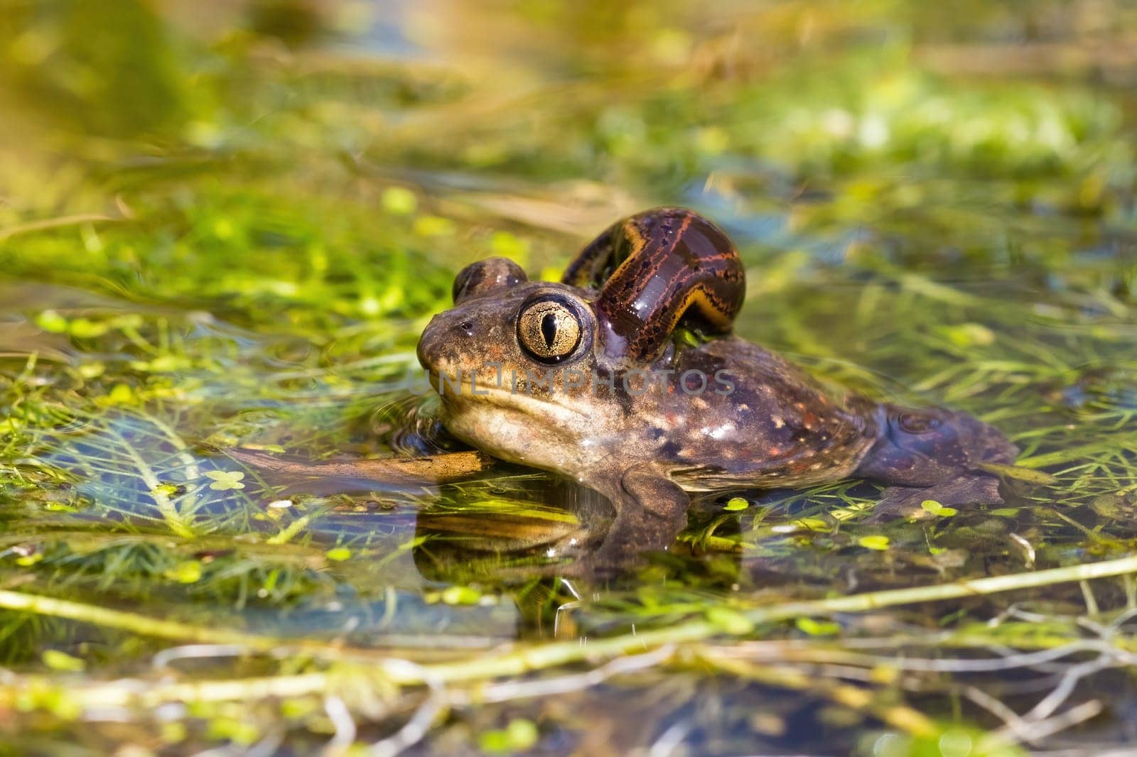 European Spadefoot Toad, Pelobates fuscus, with leech attached to neck. Wild frog with a parasite sucking blood in wetland. Amphibian resting in a wetland.