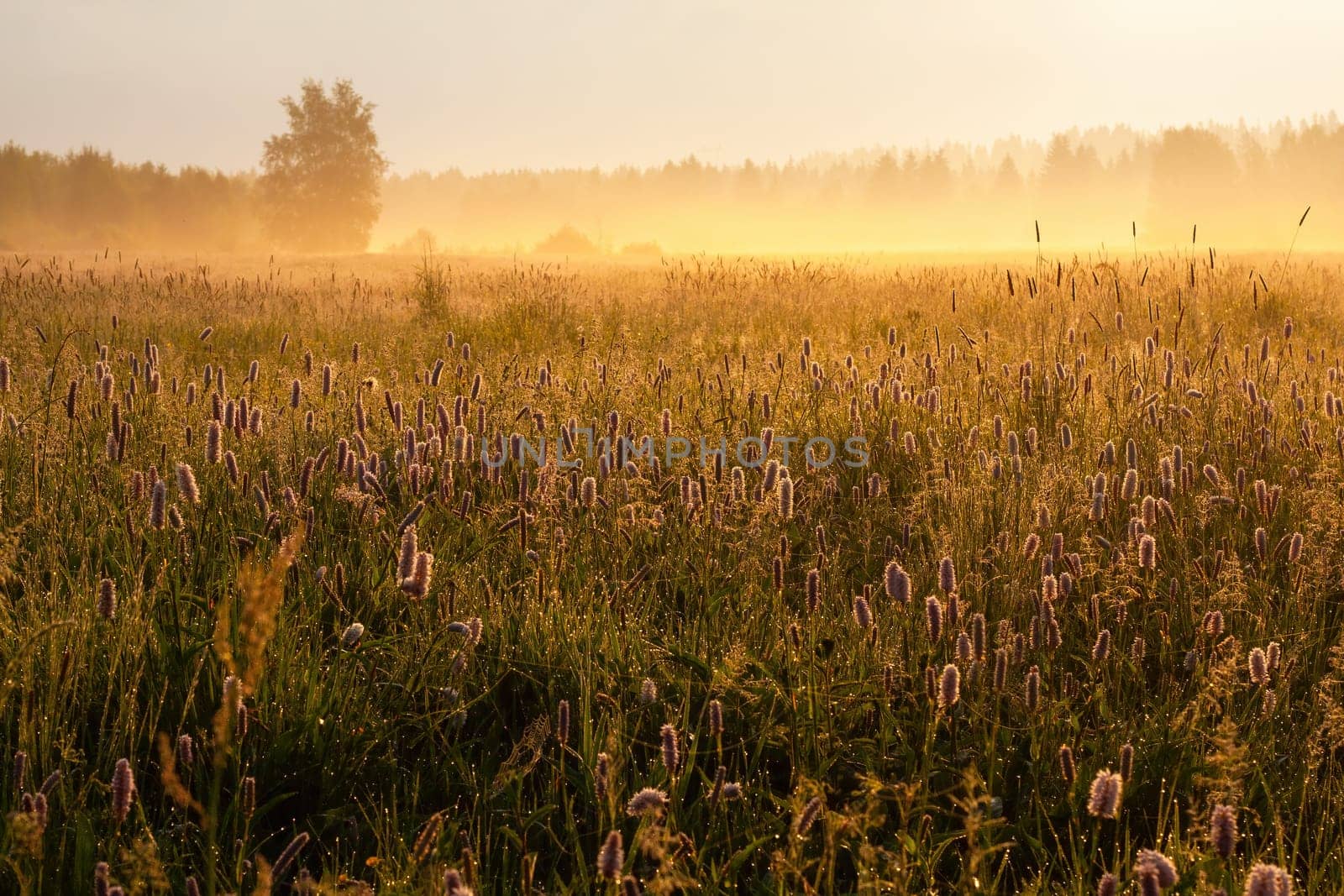 Sun rising over a misty nature scenery with many blooming wildflowers. blooming flower in nature. Flourishing meadow covered in fog in the morning. Wide angle perspective of unspoiled wilderness.