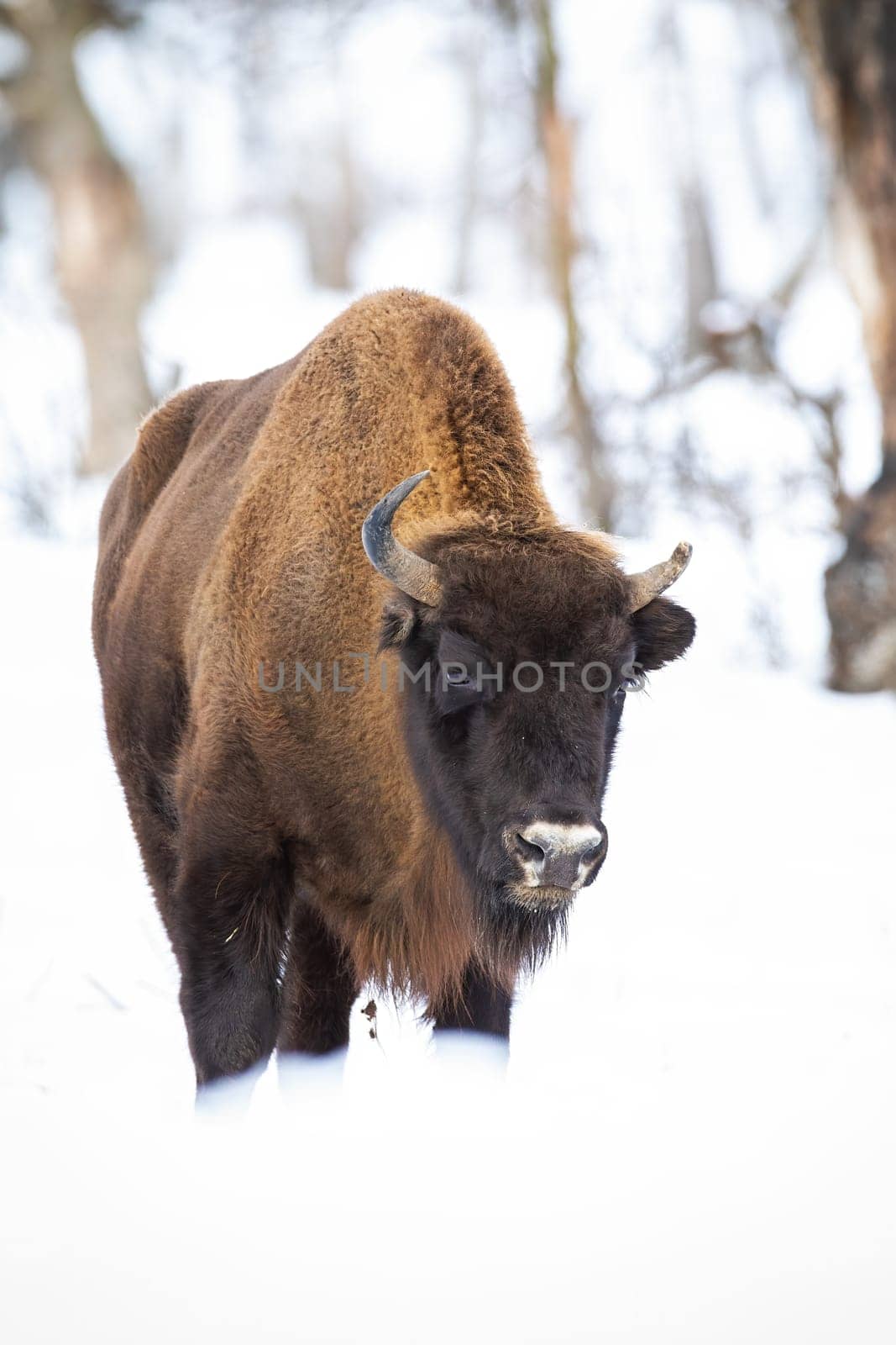 Thoughtful european bison, bison bonasus, wandering in snowy woodland in winter. Large wisent male walking in forest in wintertime. Front view of wild mammal with beard.