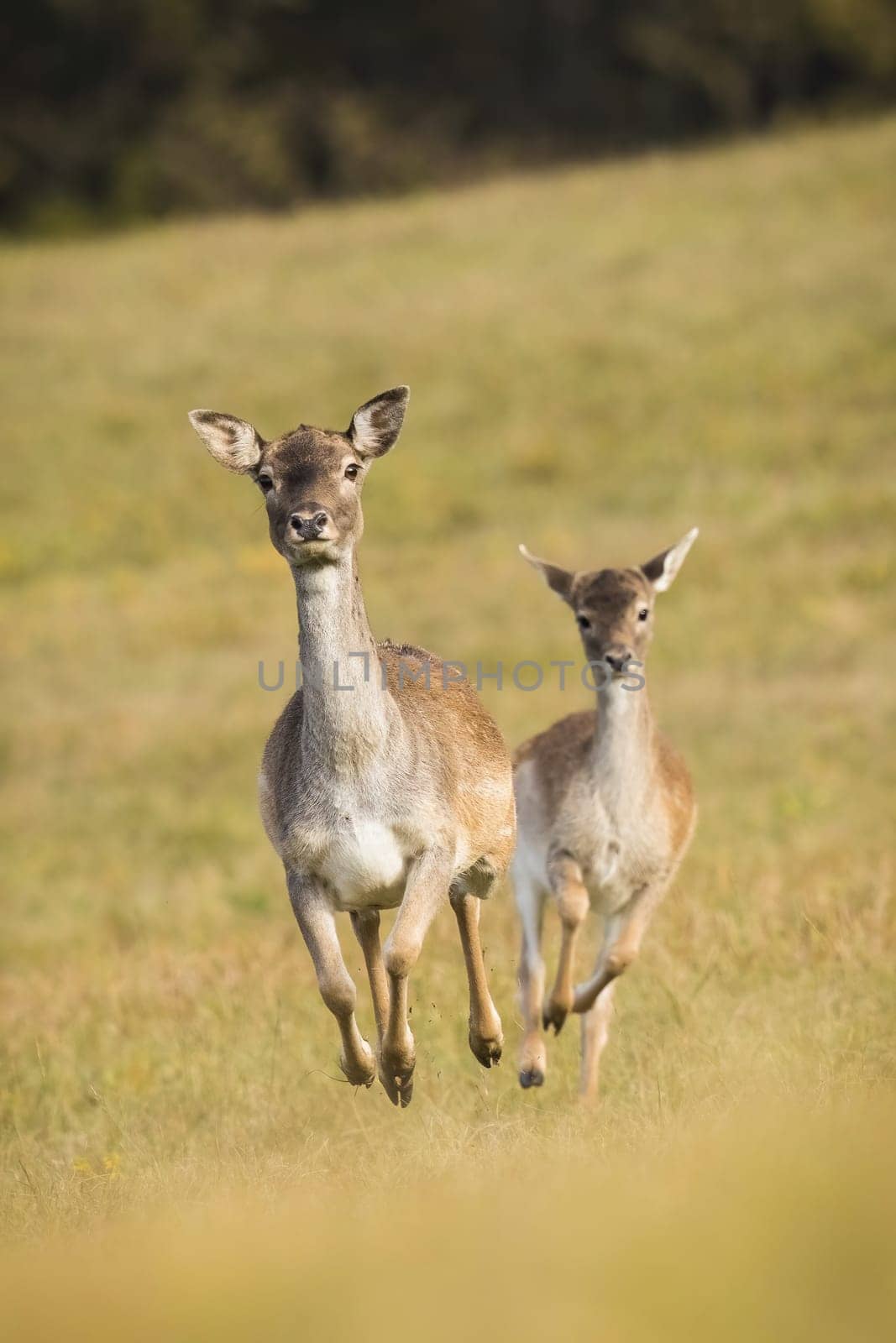 Two fallow deer, dama dama, running forward in vertical composition. Mother animal and its offspring spring away from danger. Wild animals approaching on a meadow.