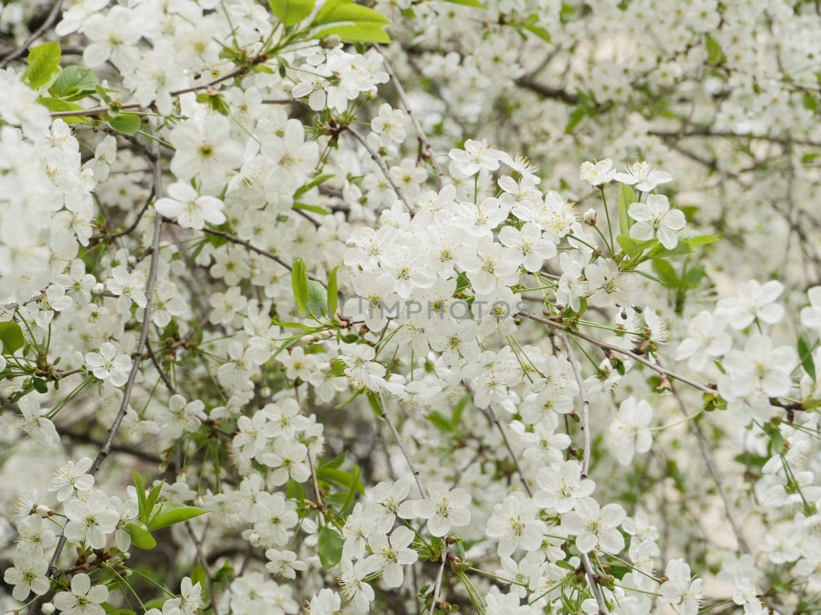 lush cherry blossom many white flowers spring white background