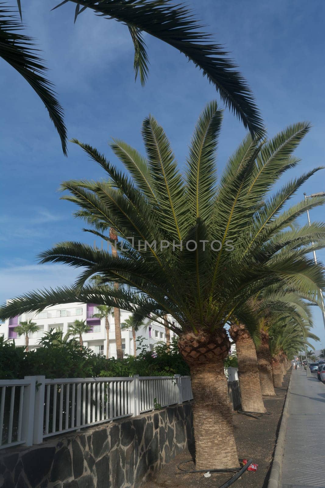 Palm trees in Gran Canaria. Avenue of palm trees on a street in Gran Canaria