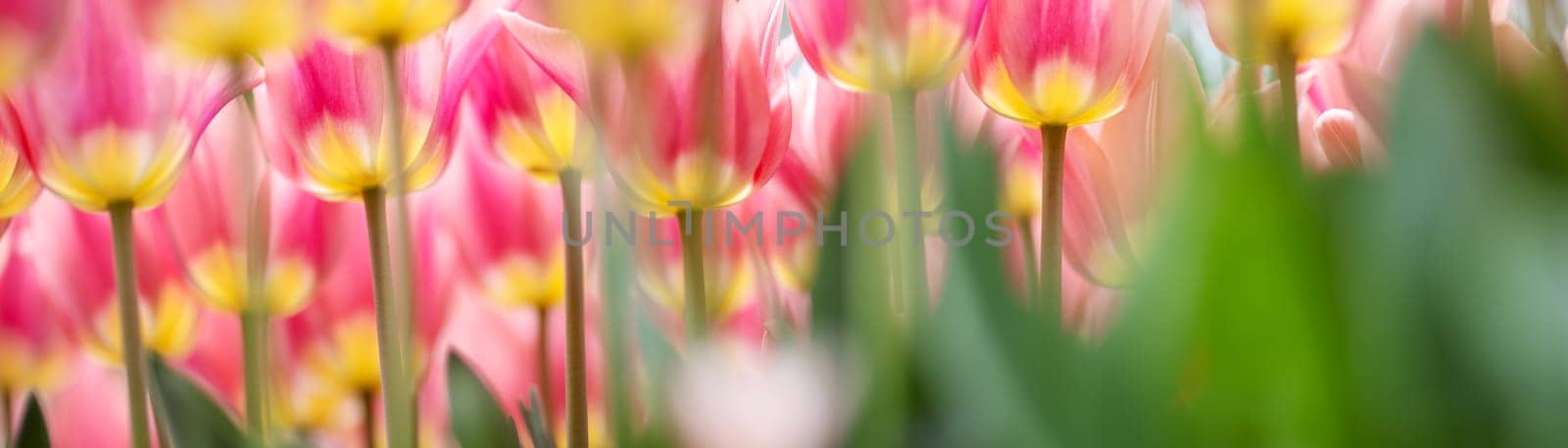 Tulips in flower beds in the garden in spring.Beautiful flowers on sunny day on blue sky background.