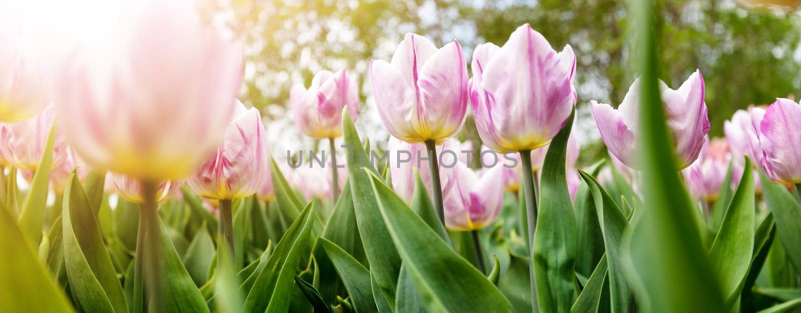 Tulips in flower beds in the garden in spring. Beautiful flowers on sunny day in the park.