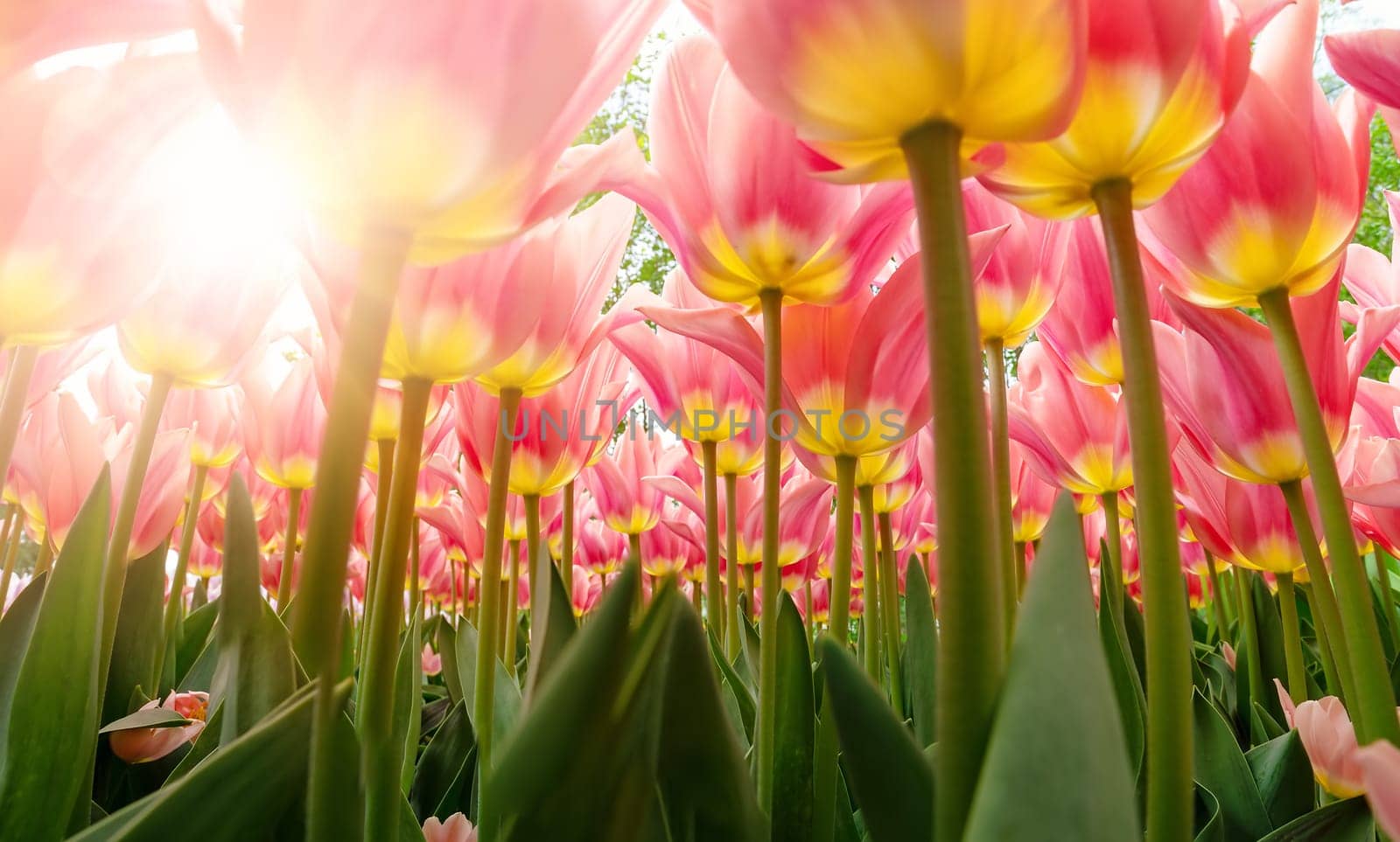 Tulips in flower beds in the garden in spring. Beautiful flowers on sunny day in the park.