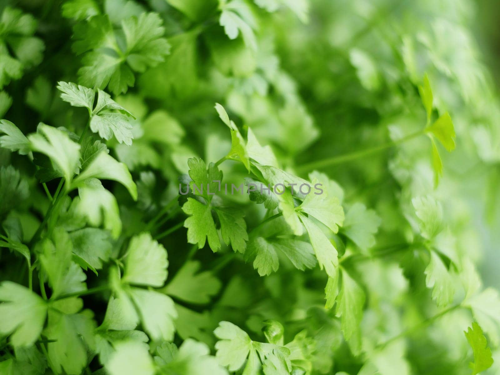 fresh parsley green abstract background