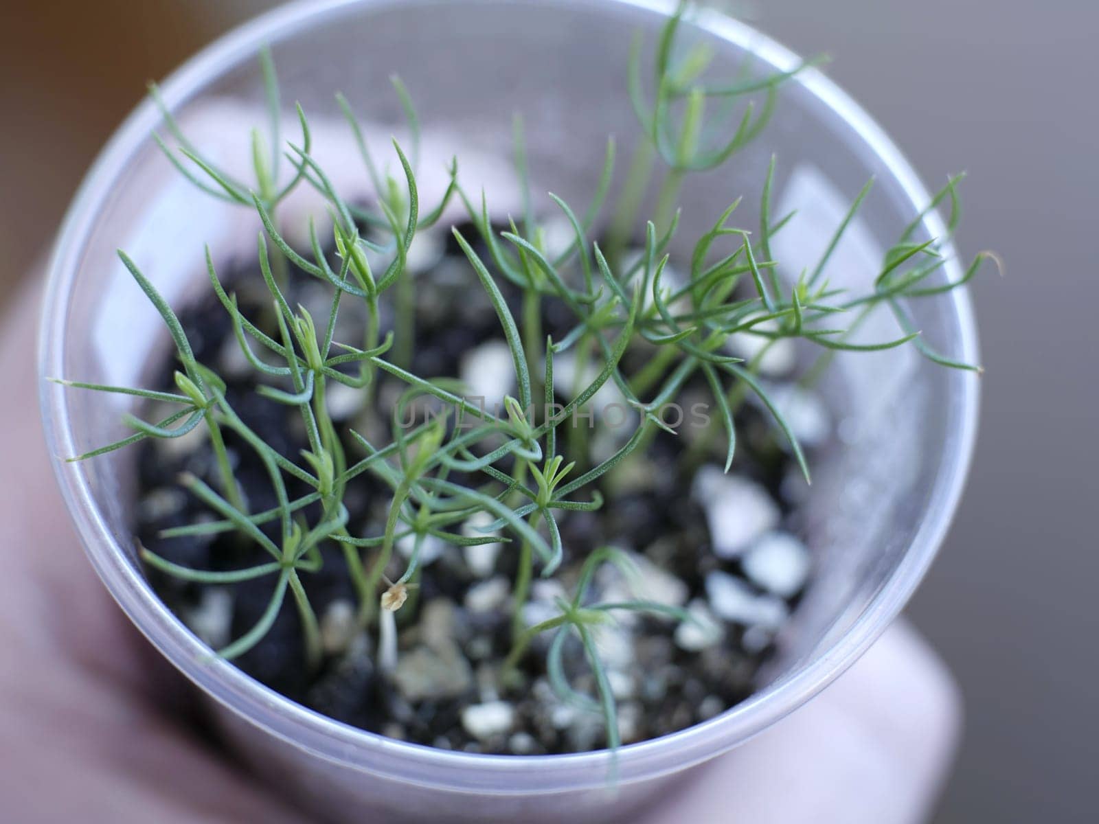 pine seedlings in a pot grown from seeds stretching towards the light