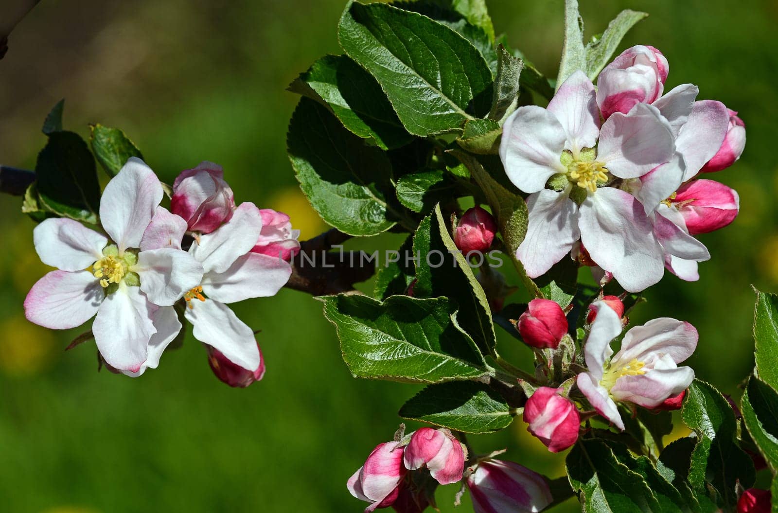 Cherry Blossom