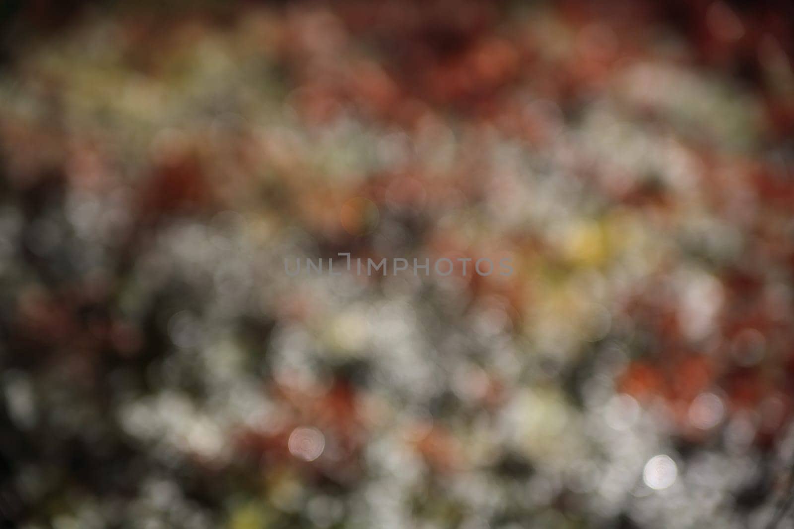 bokeh background