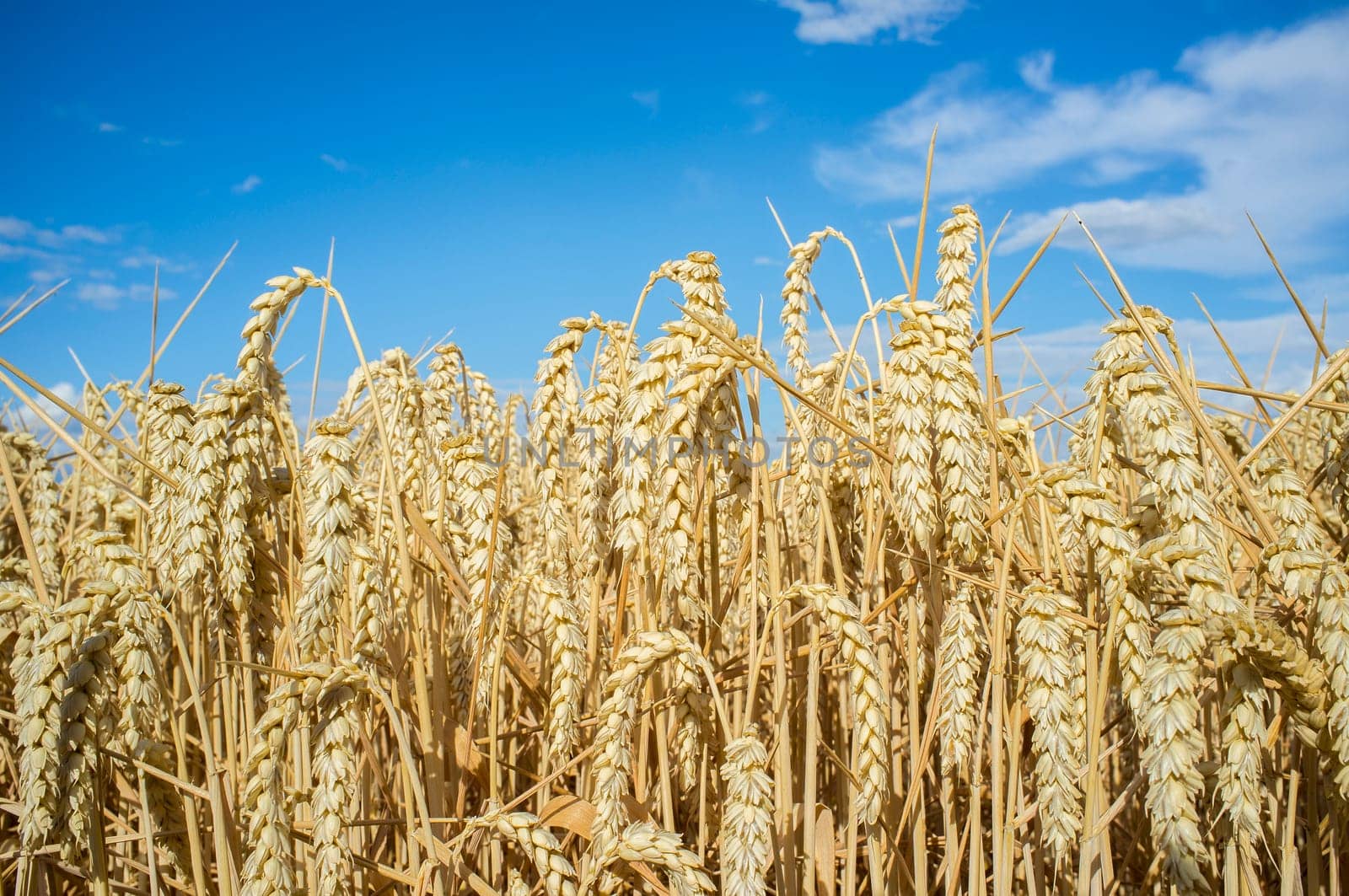 Wheat ears full of grains at cereal field over blue sky. Low angle view
