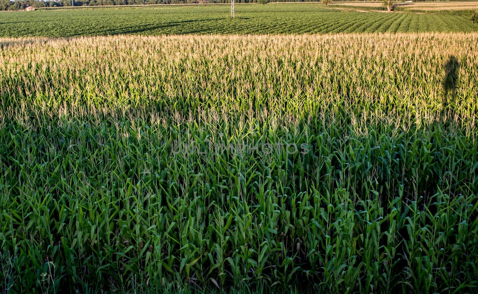 Agricultural landscape of corn and tomatoes field. Man shadow at right side