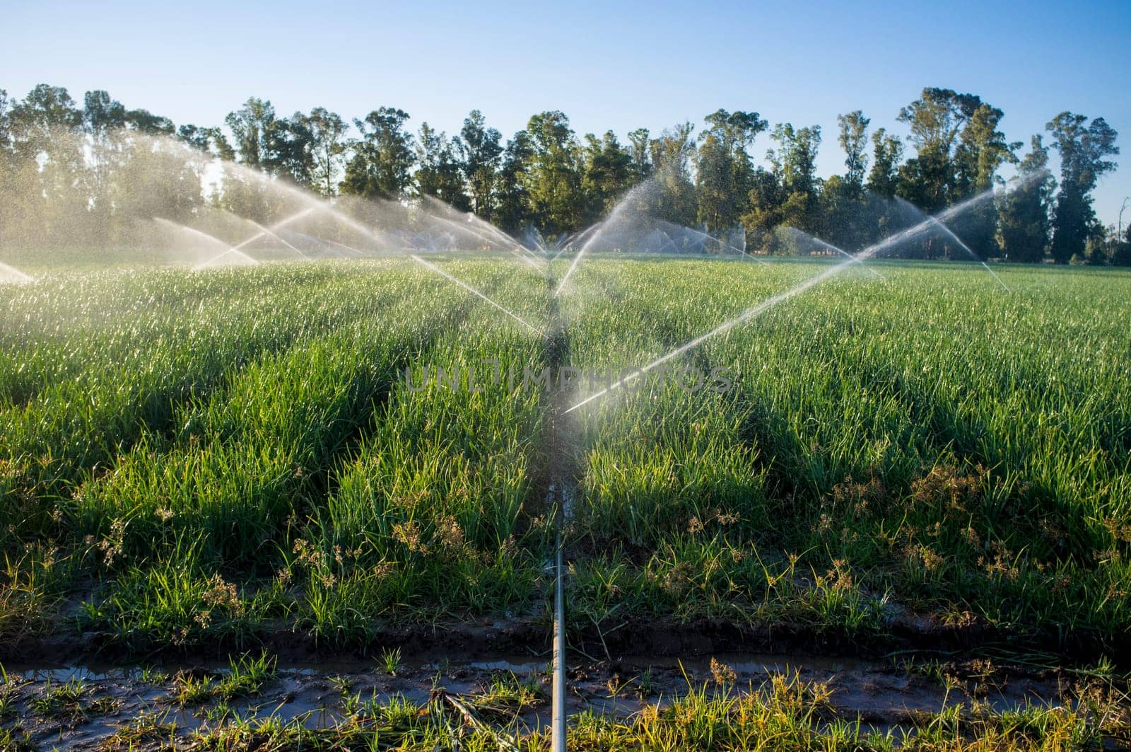 Sprinklers at work under sunset sunrays at onions field. Agriculture irrigation concept