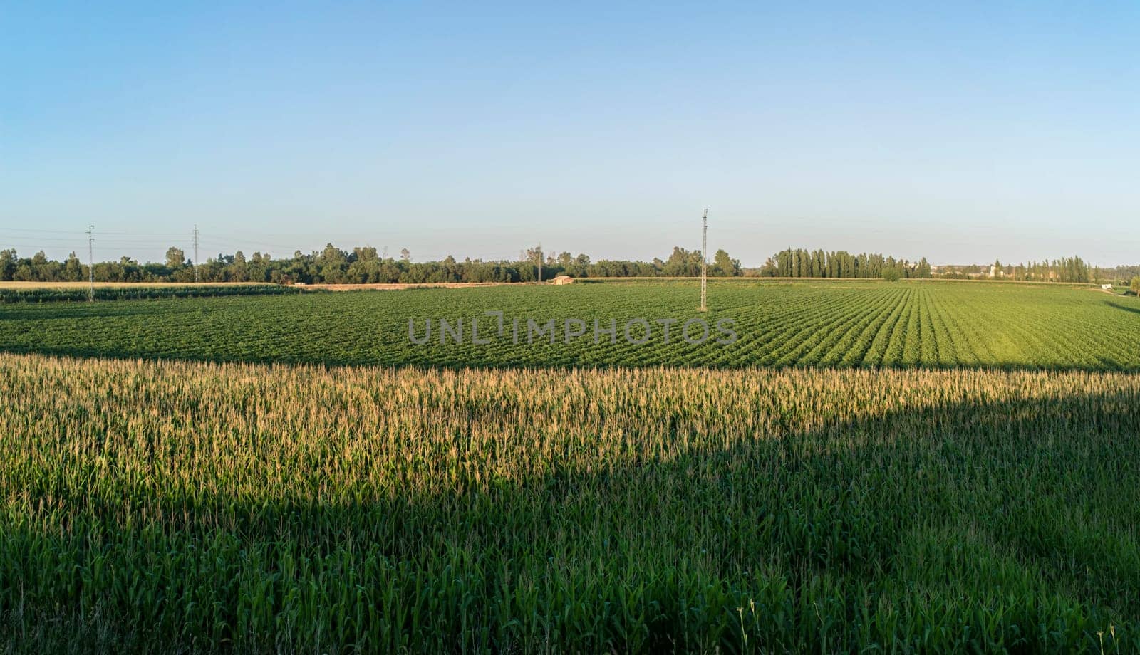 Agricultural landscape of corn and tomatoes field. Typical crops in Guadiana River meadows, Badajoz, Spain