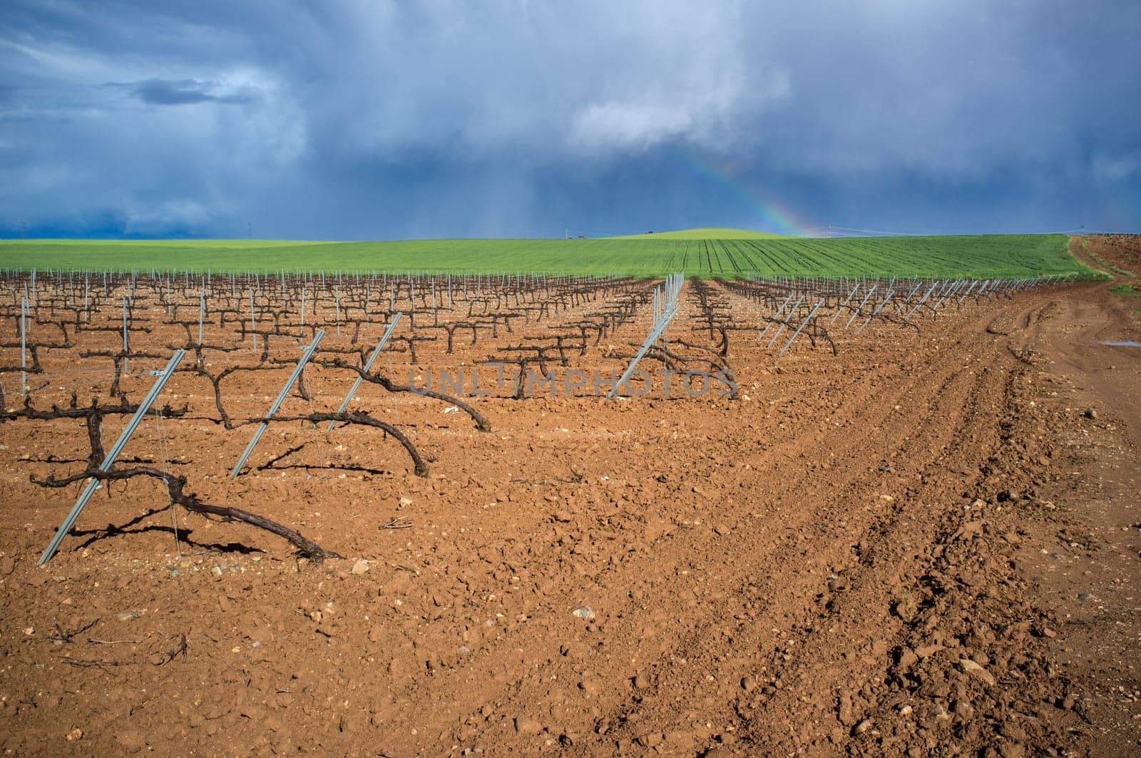 Vines plantation and cereal fields at Tierra de Barros County. Stormy and rainbow sky as background. Solana de los Barros, Extremadura, Spain