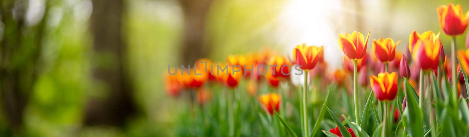 Tulips in flower beds in the park in spring. Beautiful flowers on sunny day on the natural background.