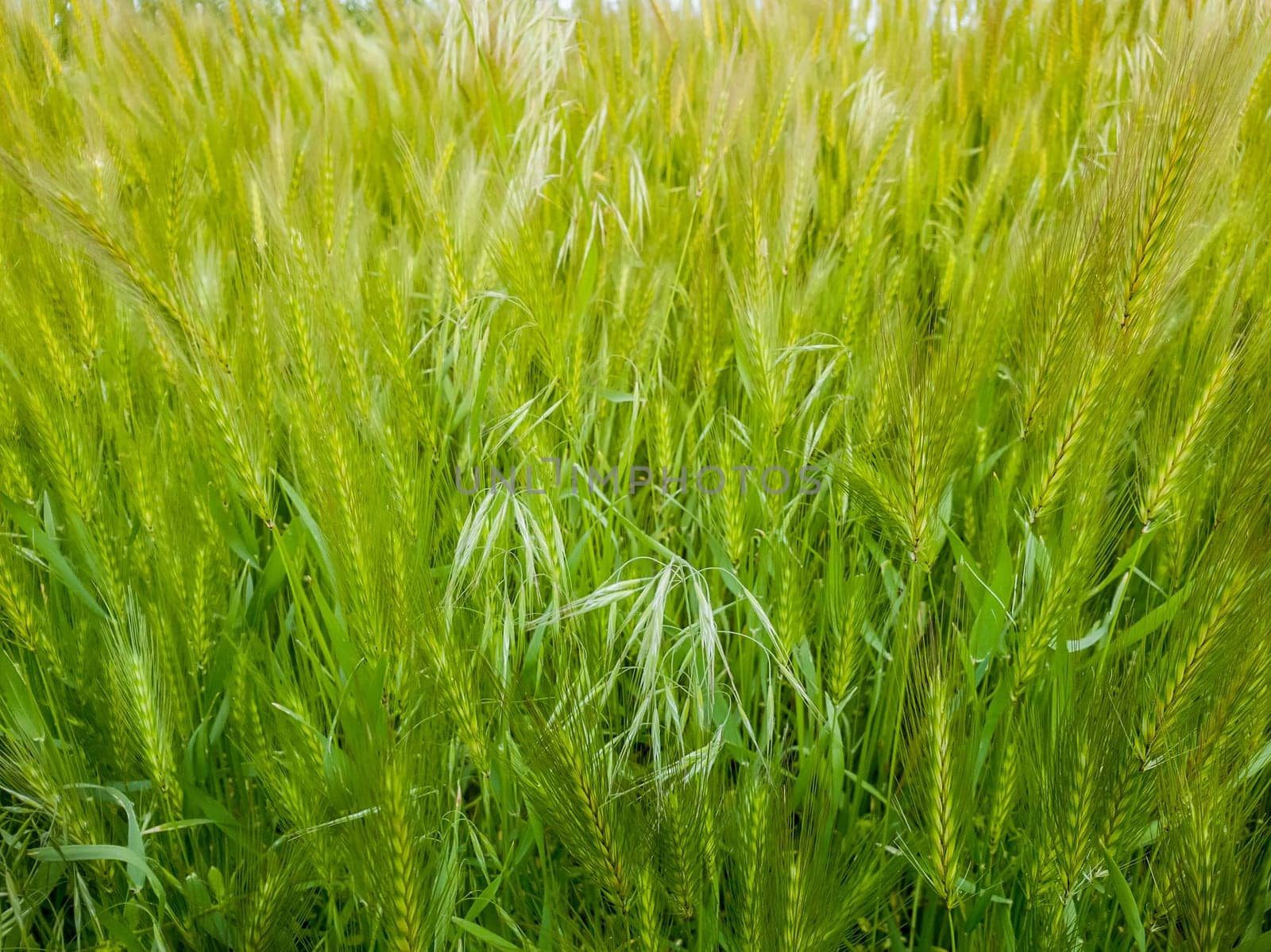 Blooming wild foxtail plants on a picturesque summer meadow. Different greening vegetation sway in the wind. Idyllic rural nature scene, green spring field. Countryside grassland seasonal beauty.