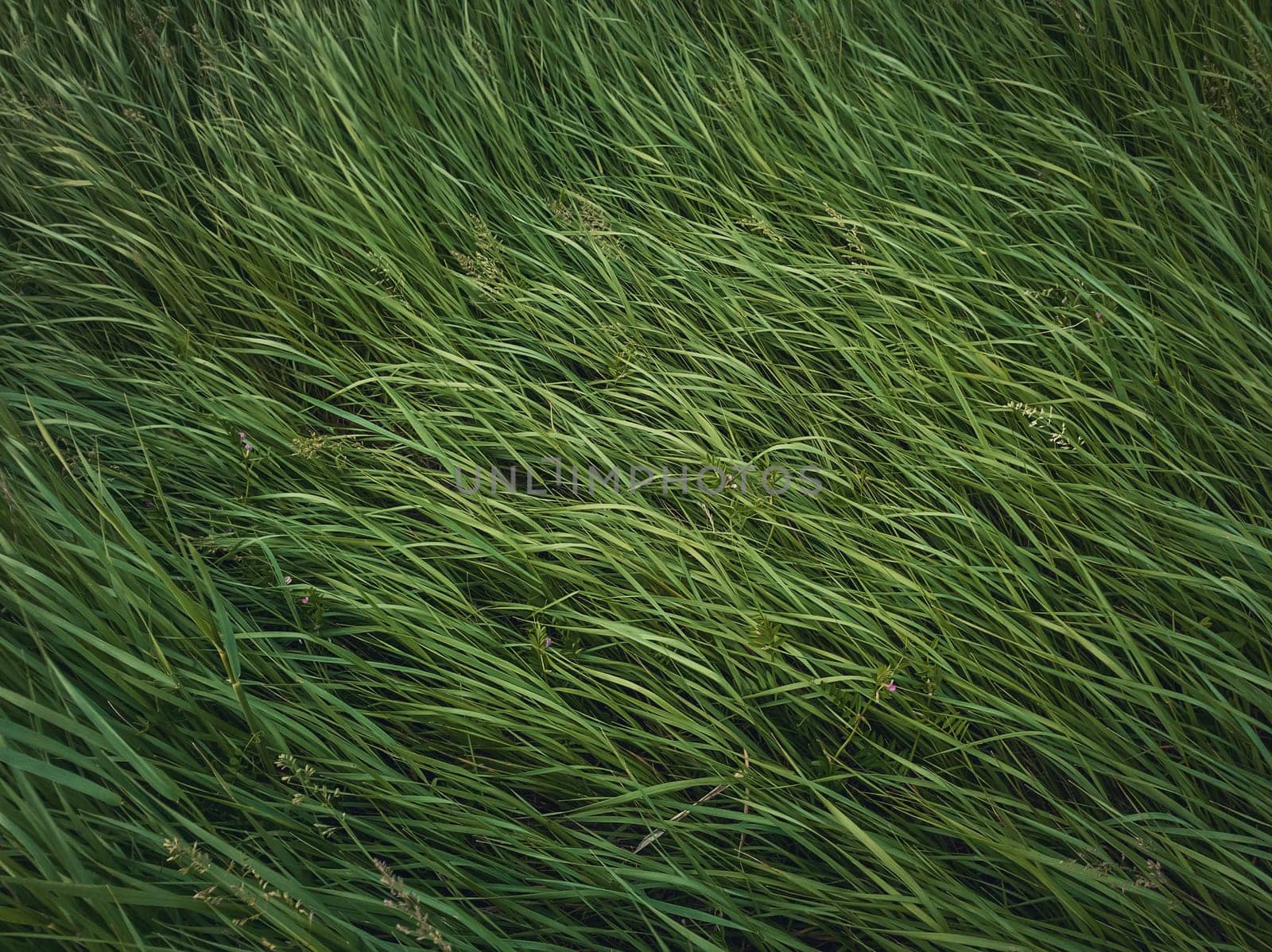 Closeup wild green grass sway in the wind. Greening plants on a picturesque summer meadow. Different herb and vegetation. Idyllic rural field texture, natural background. Countryside grassland.