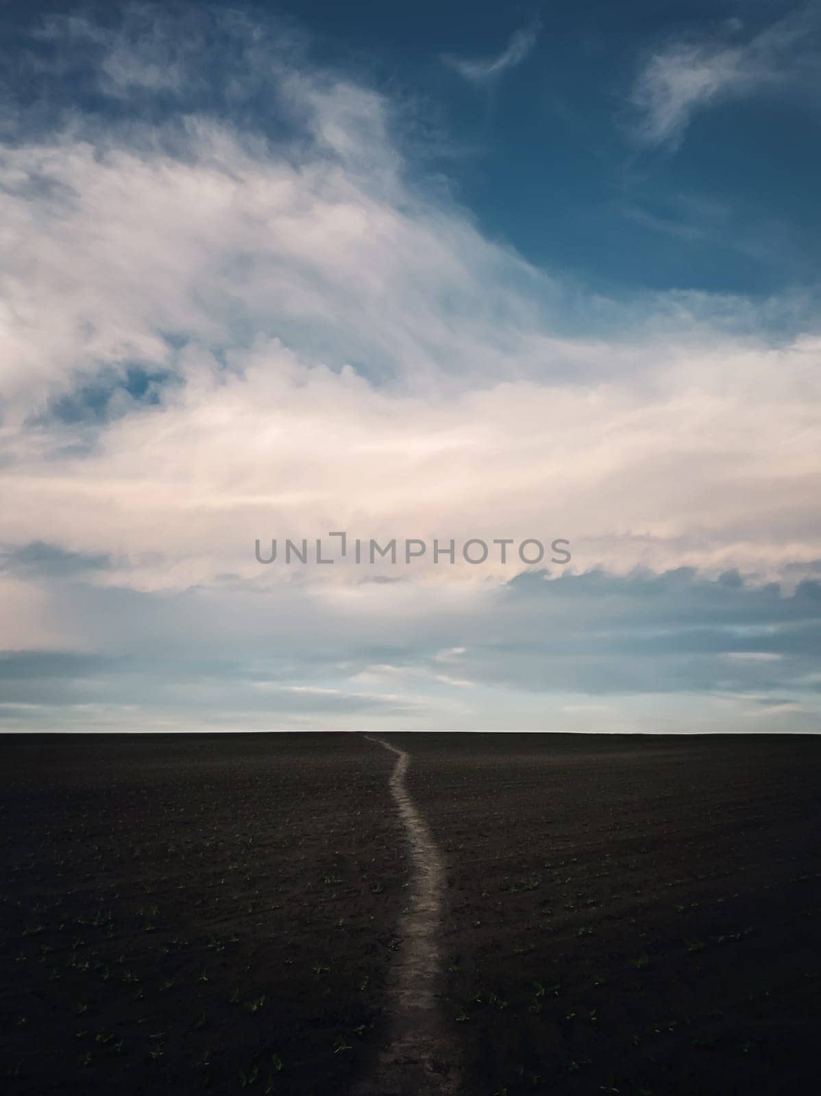 Narrow footpath across a desolate agricultural land, with growing sunflower plants, below a blue sky. Tranquil and minimalist vertical orientation background. Countryside conceptual landscape