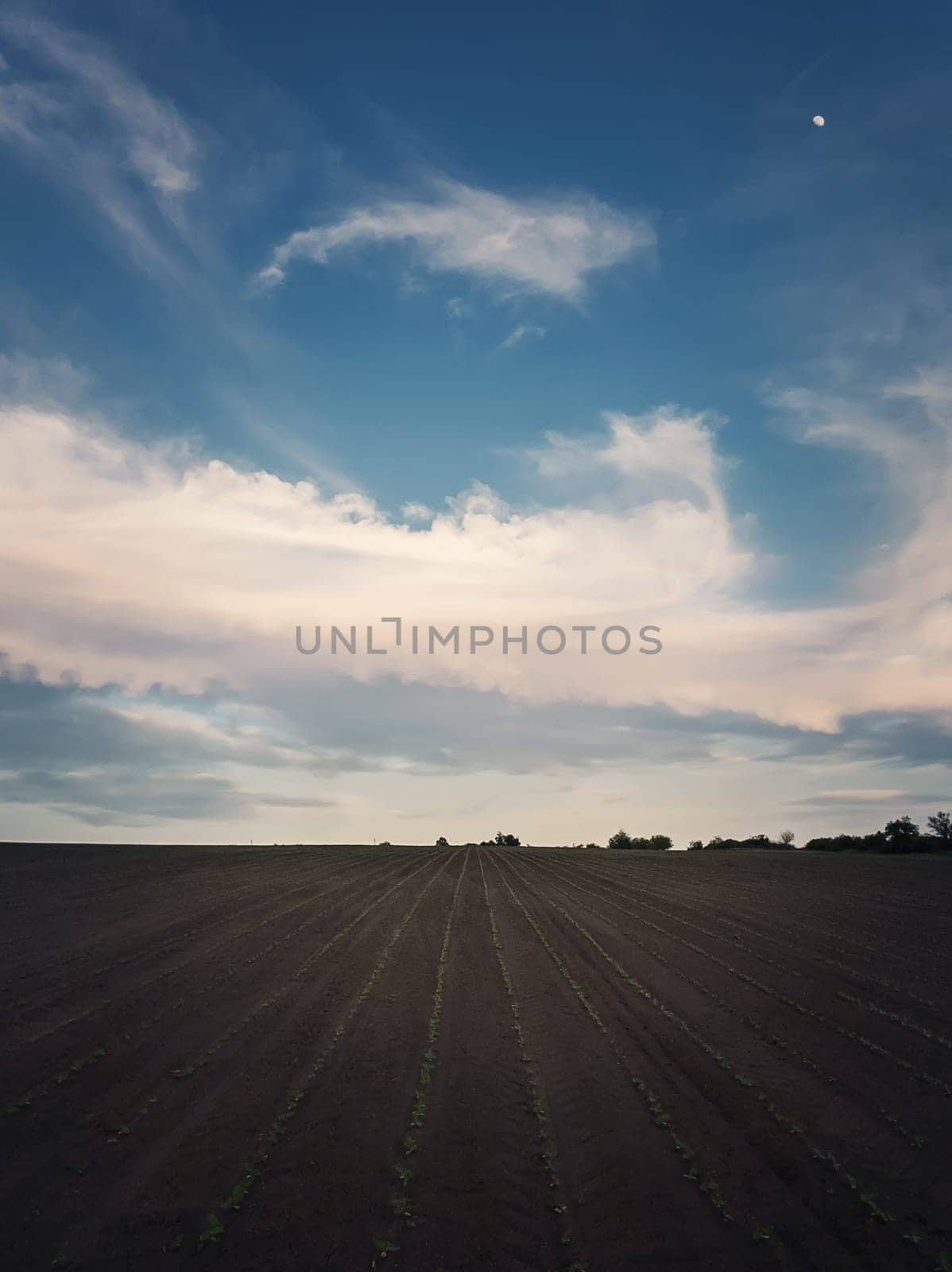 Sunflower sprouts seedling growing across a fertile agricultural land, below a tranquil sky. Vertical orientation background, organic farming. Countryside field for agriculture.