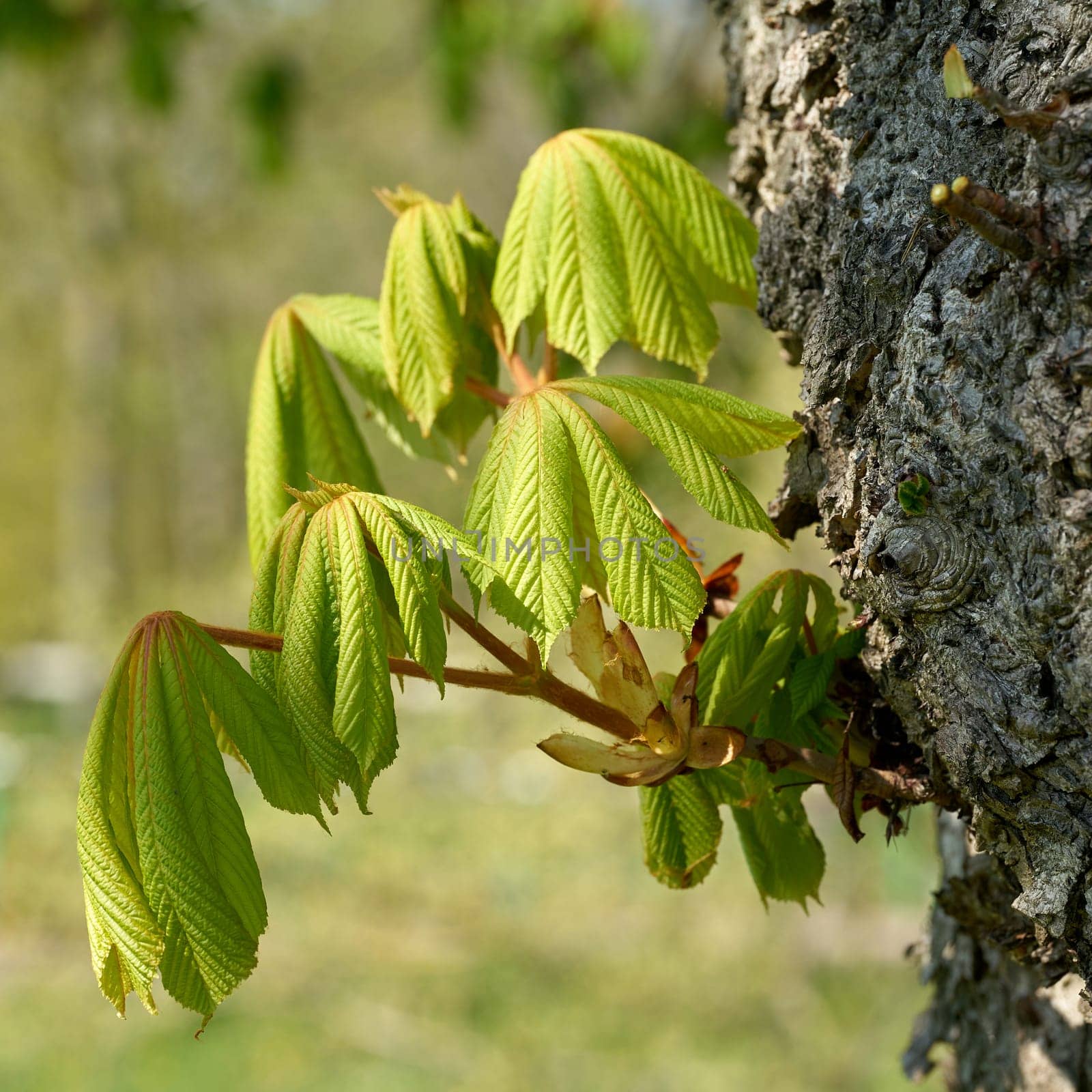 Leaves of a horse chestnut on a shoot on the trunk in a park in springtime