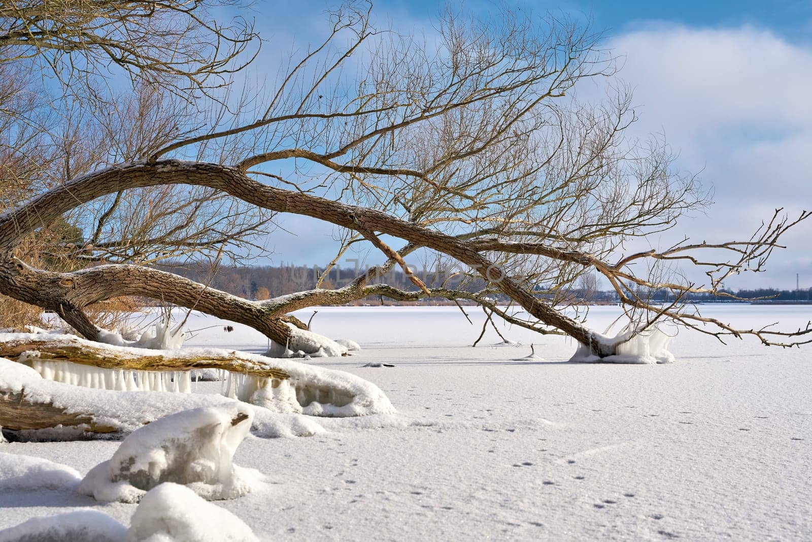 Trees on the frozen lake Barleber See near Magdeburg in winter