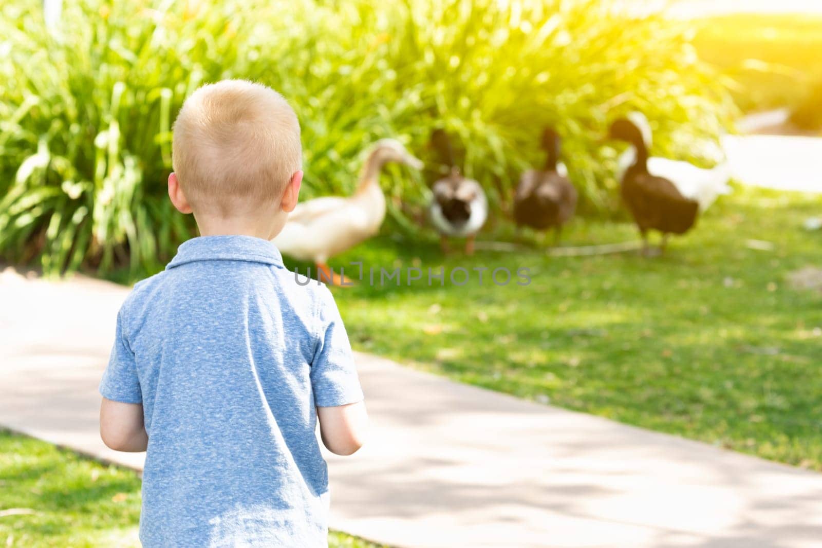 Curious Young Boy Watching The Ducks At The Park.