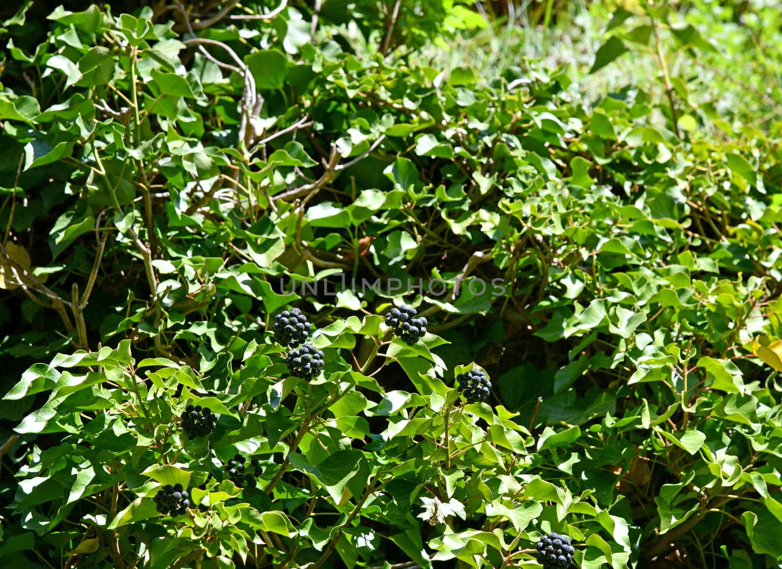 Hedera helix